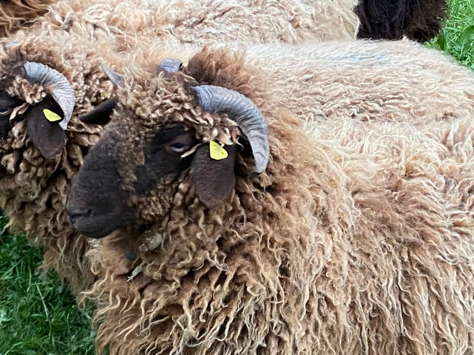 Ferien im Baudenkmal Mühle-Buiten