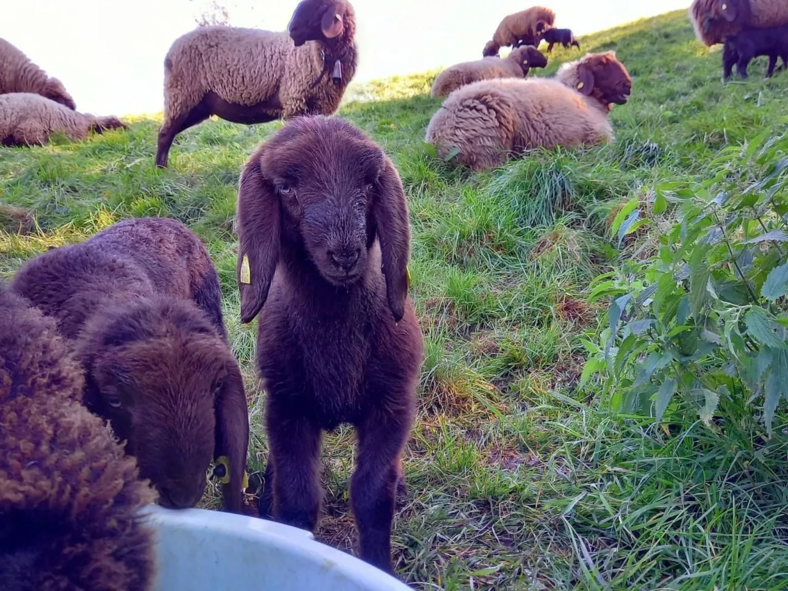 Biohof Langberg-Buiten