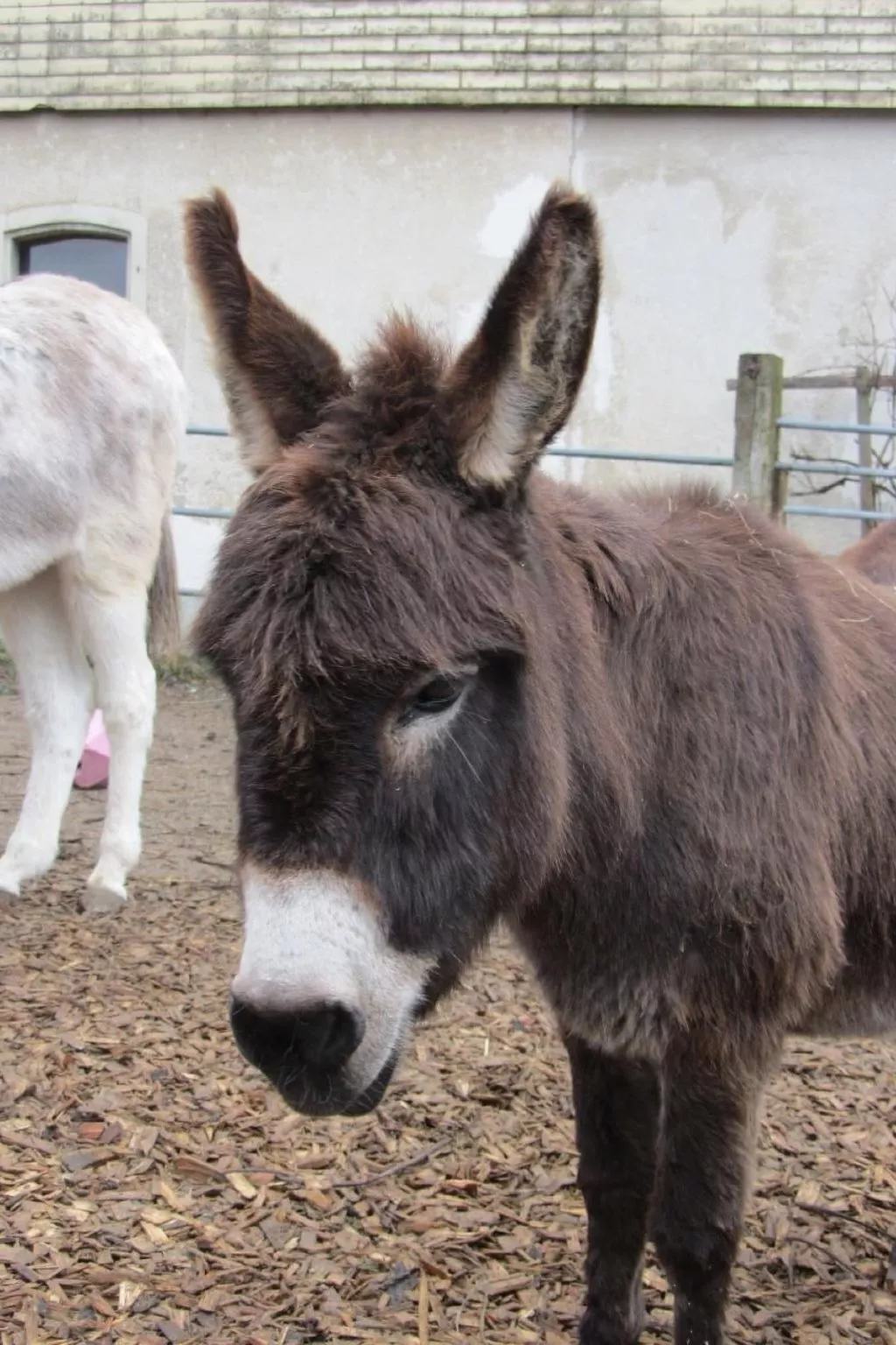 Tieroase Grünegg-Image-tags.info