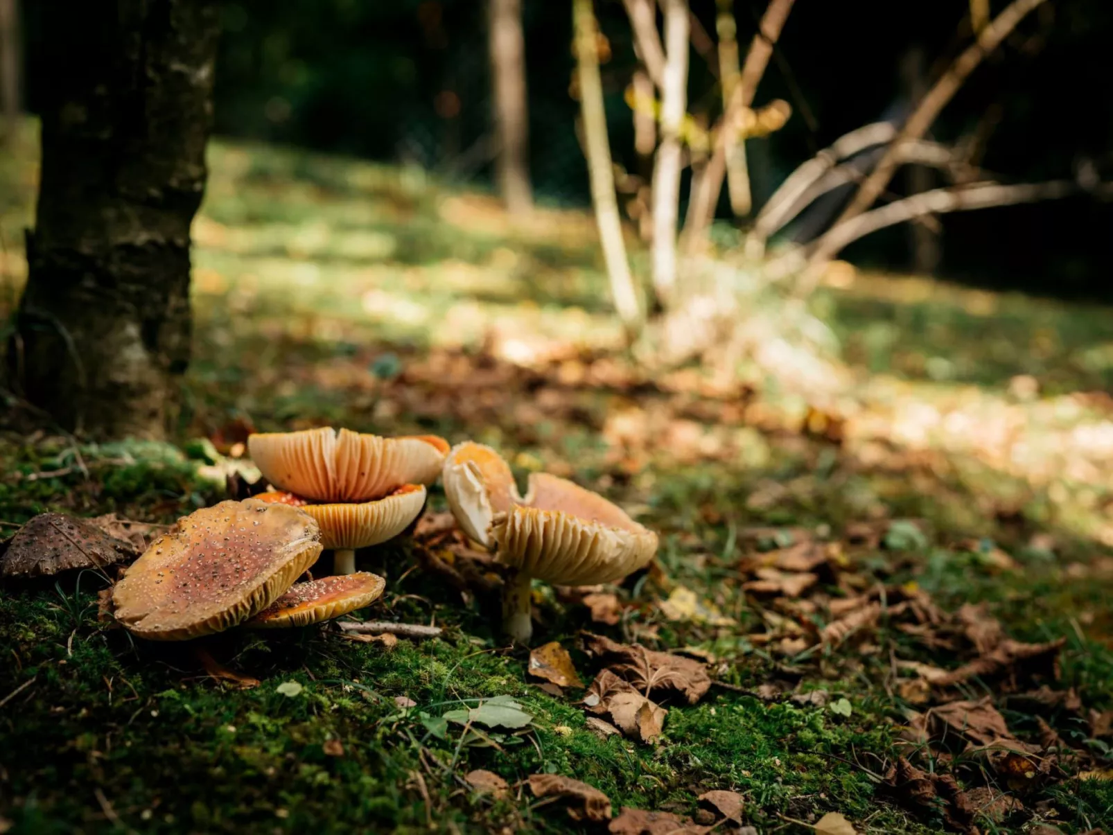 IDEAL FÜR FAMILIEN, PAARE UND NATURLIEBHABER-Buiten