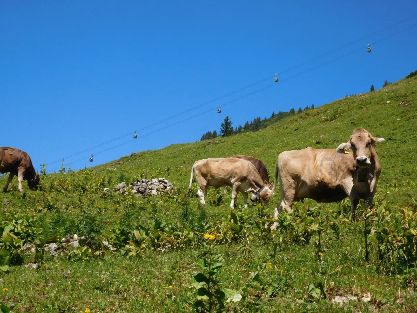 Luxuswohnung, Pistenblick, Nähe Skilift, Mittelberg-Buiten