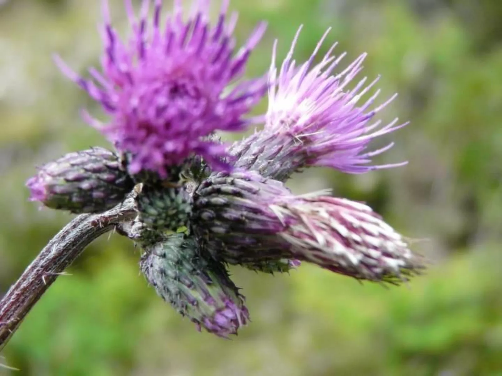 Almhütte Enzian-Image-tags.info