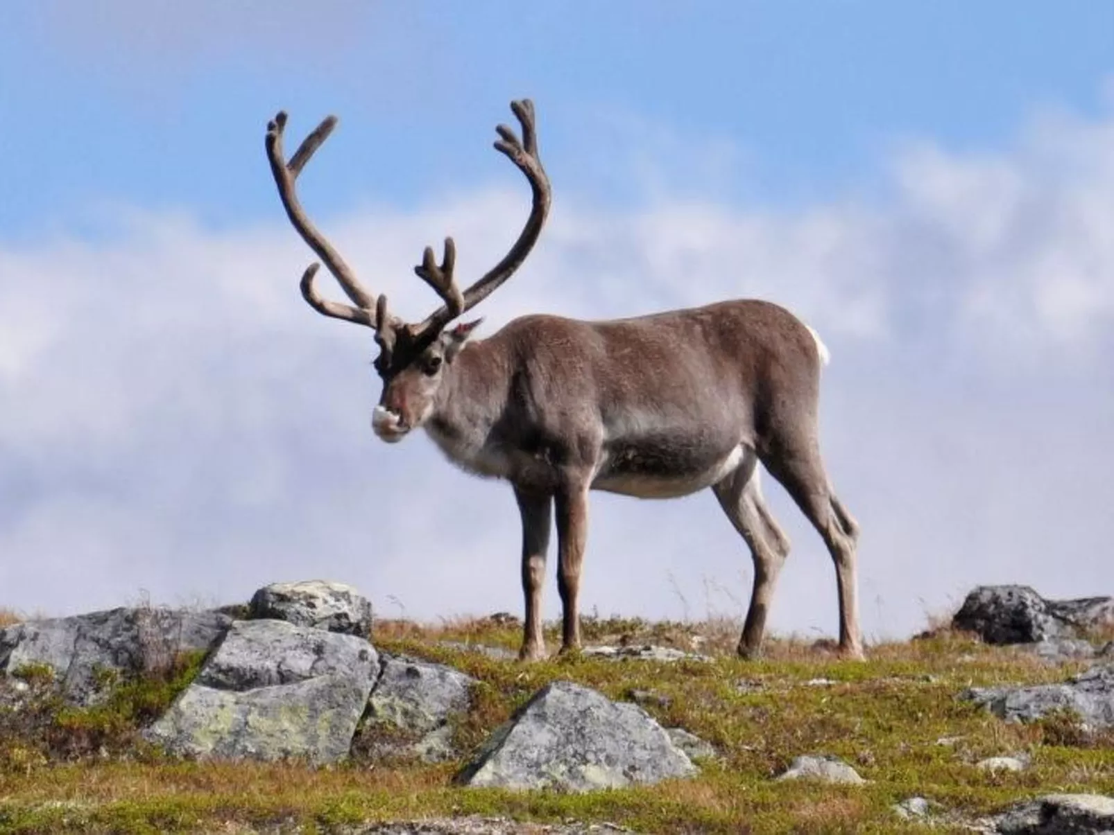 Charmantes Blockhaus, Sauna und Kamin-Buiten