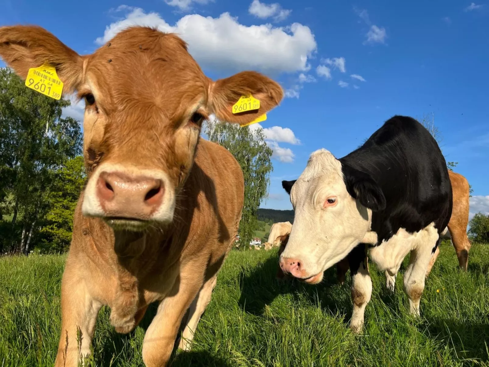 Wandlhof Ferienwohng-Buiten