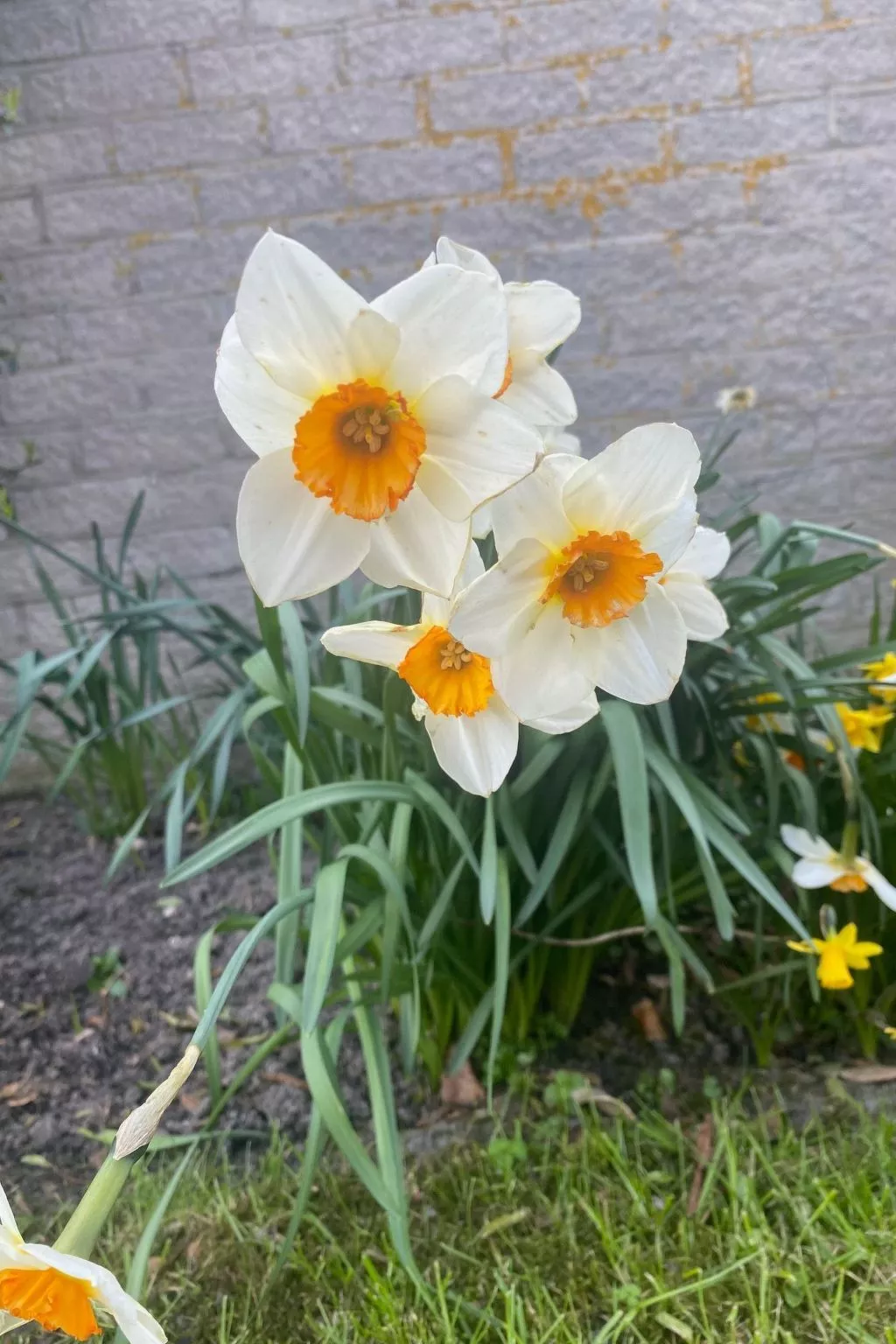 Mit gepflegtem Garten in Julianadorp-Buiten