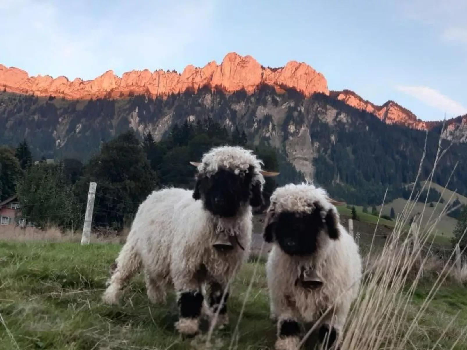 Schwändelifluh-Buiten