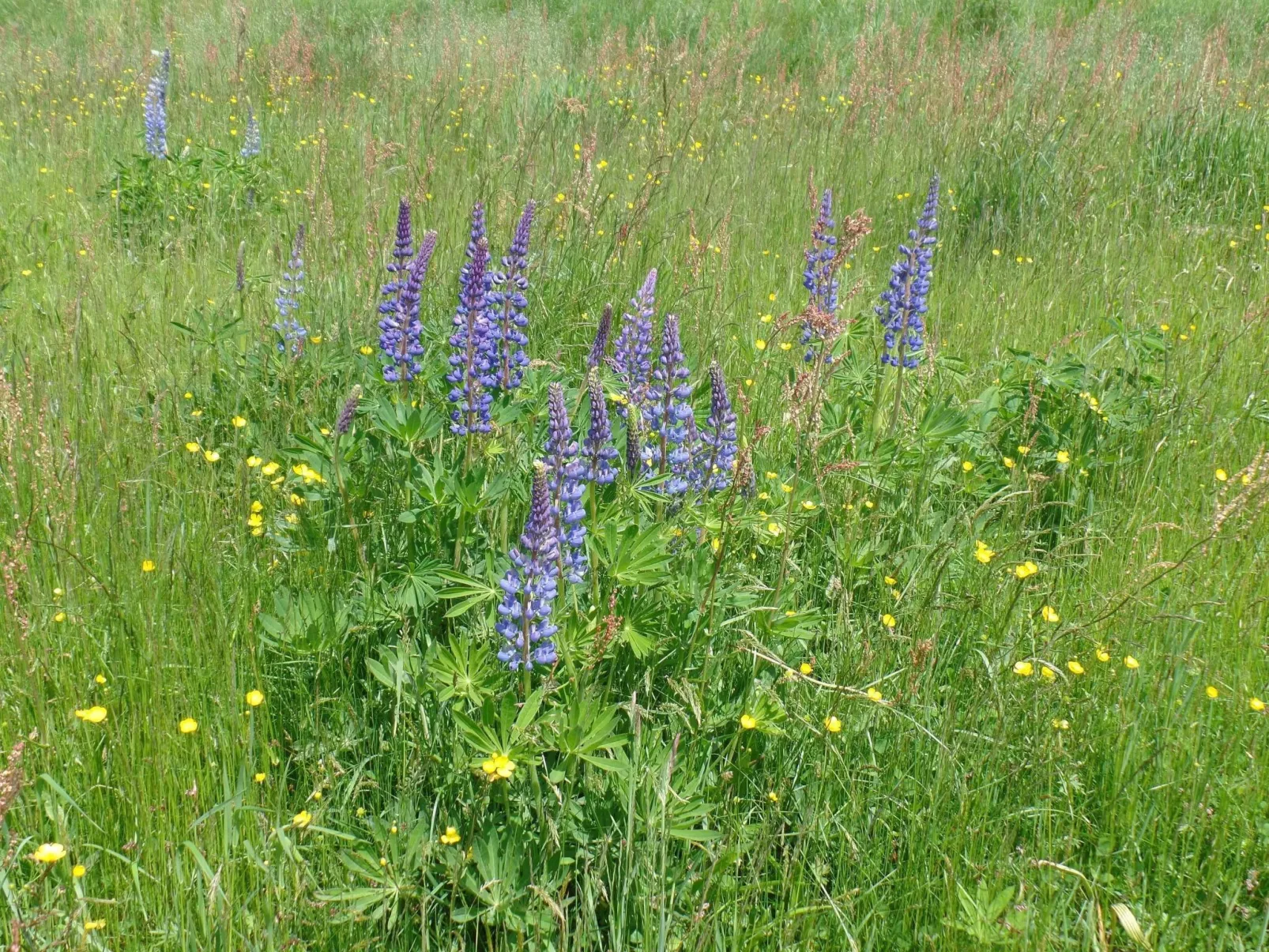 Hauer-Image-tags.info