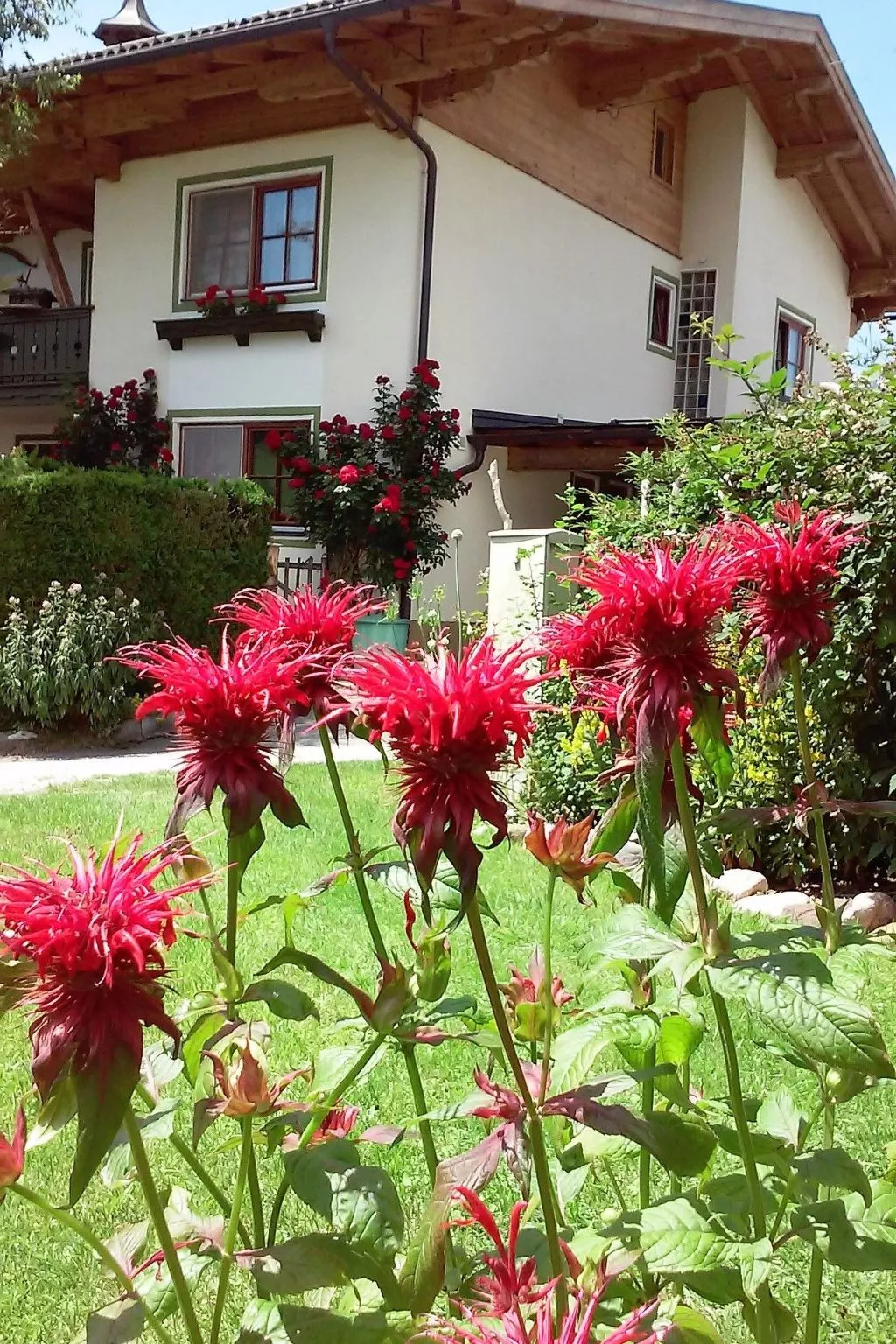 Gsenger in Abtenau-Image-tags.info