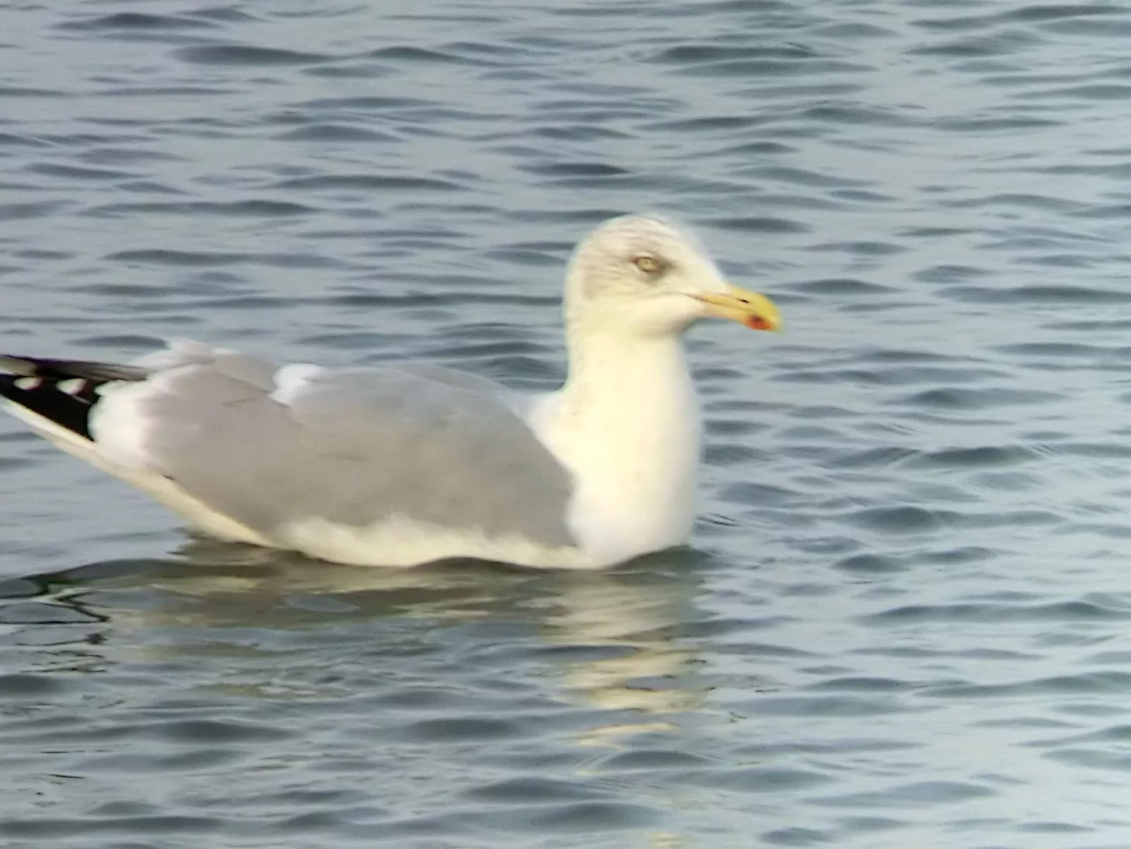 Fuchsbau-Image-tags.info