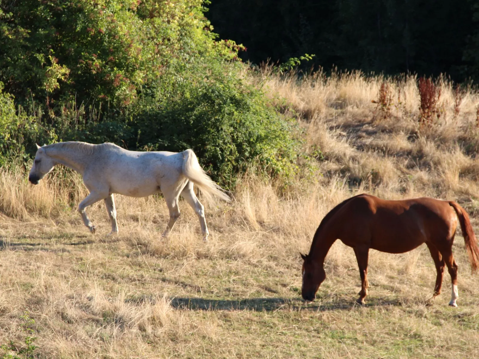 Villa Silberborn A10 - Buiten