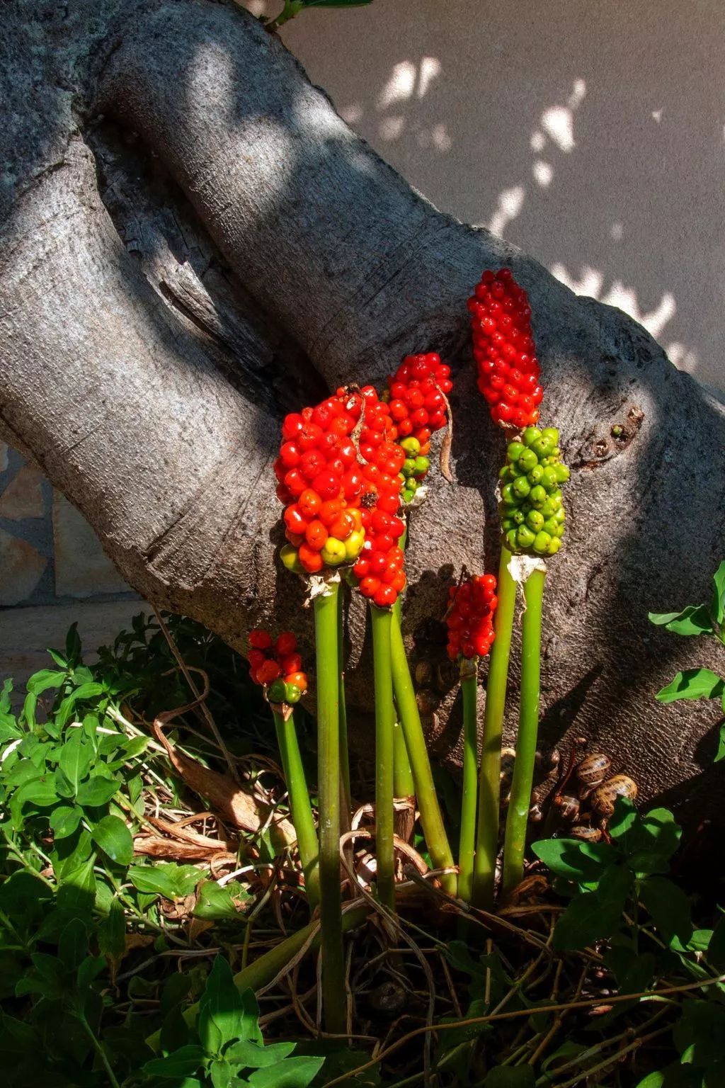 Erdgeschosswohnung für 7 Personen-Image-tags.info