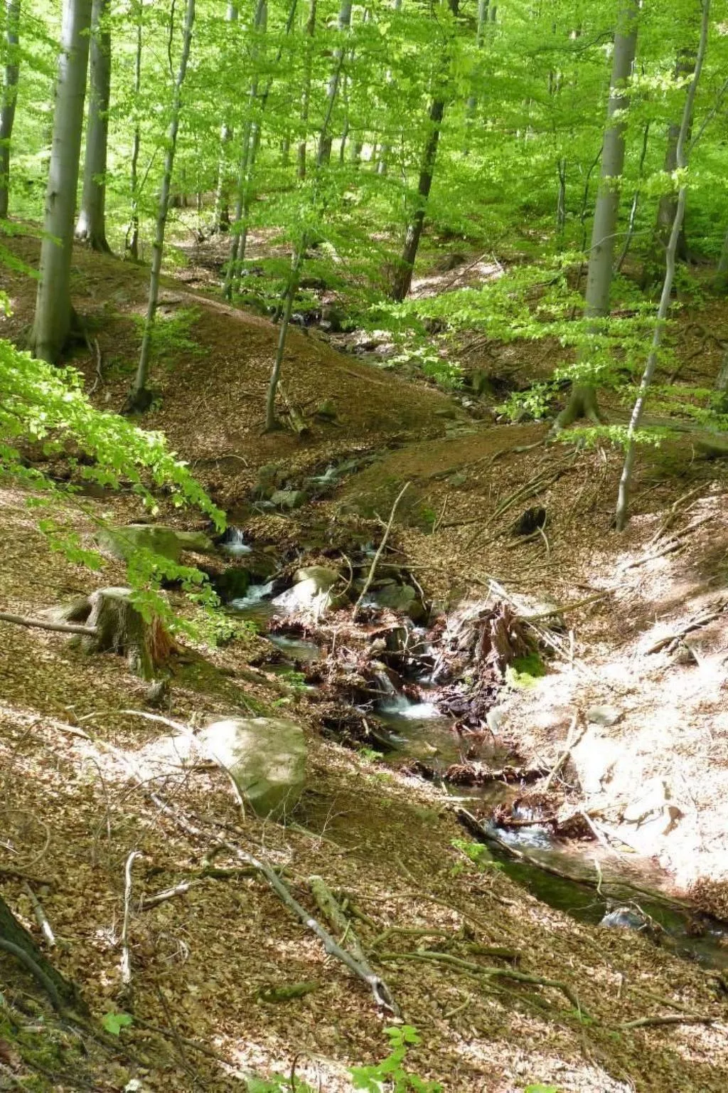 Gemütliches Appartement in Ottenhai mit Grill-Image-tags.info