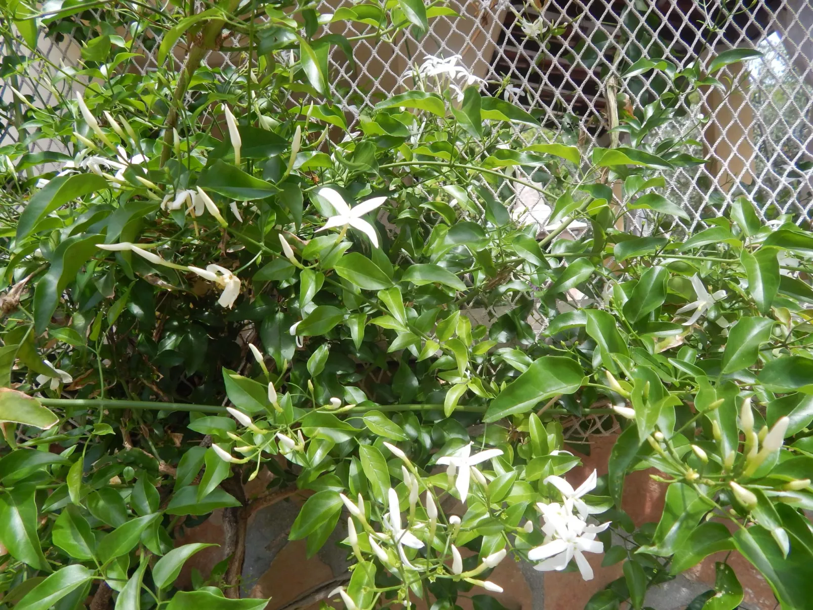 Für 4 Personen ca. 60 m&sup2; in Milna auf Brac, Adriaküste Kroatien (Kroatisch-Buiten