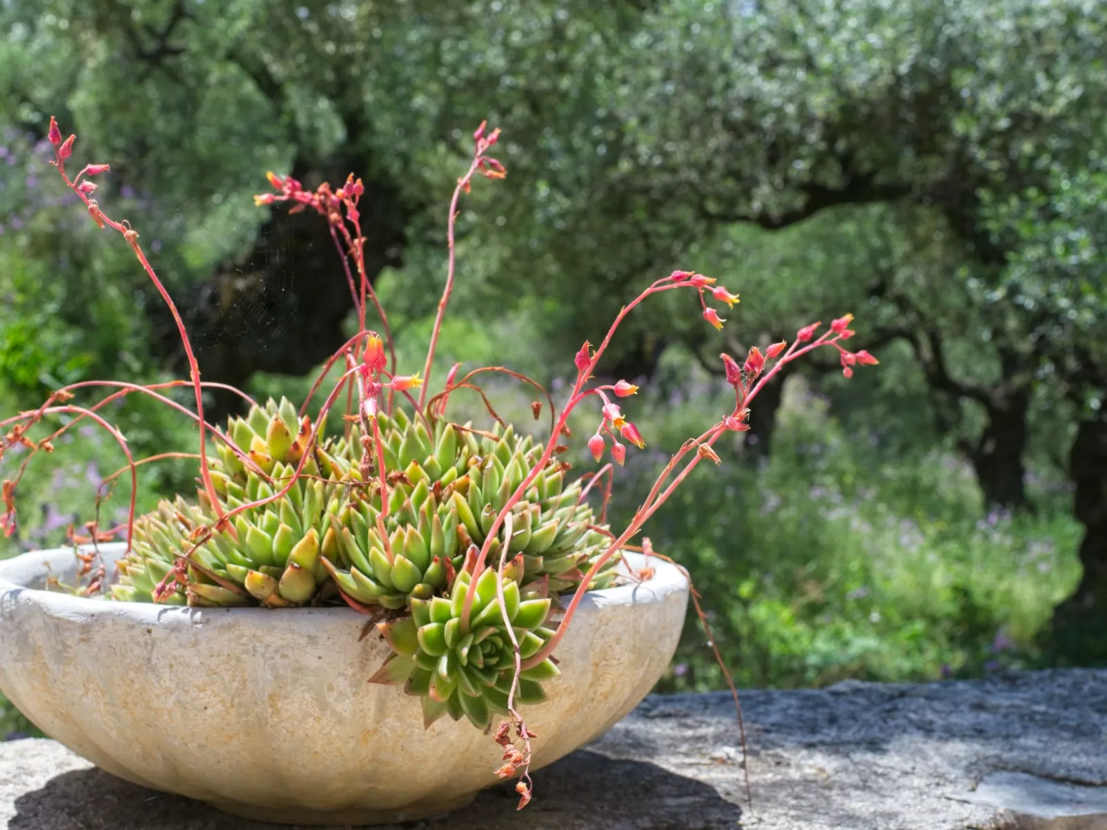 Traditionelle Villa mit privatem Pool-Buiten