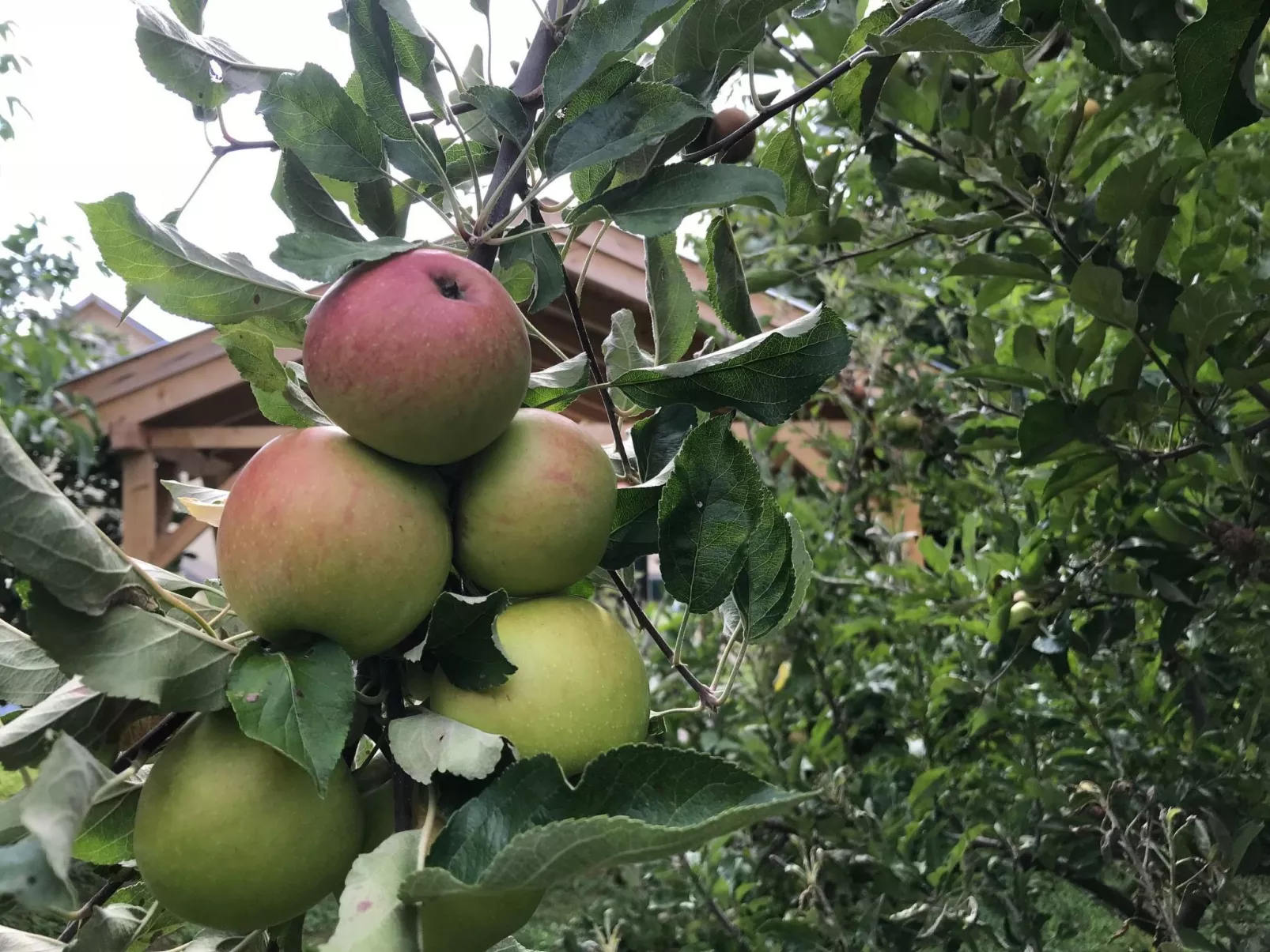 Hungarium am Platte-Buiten
