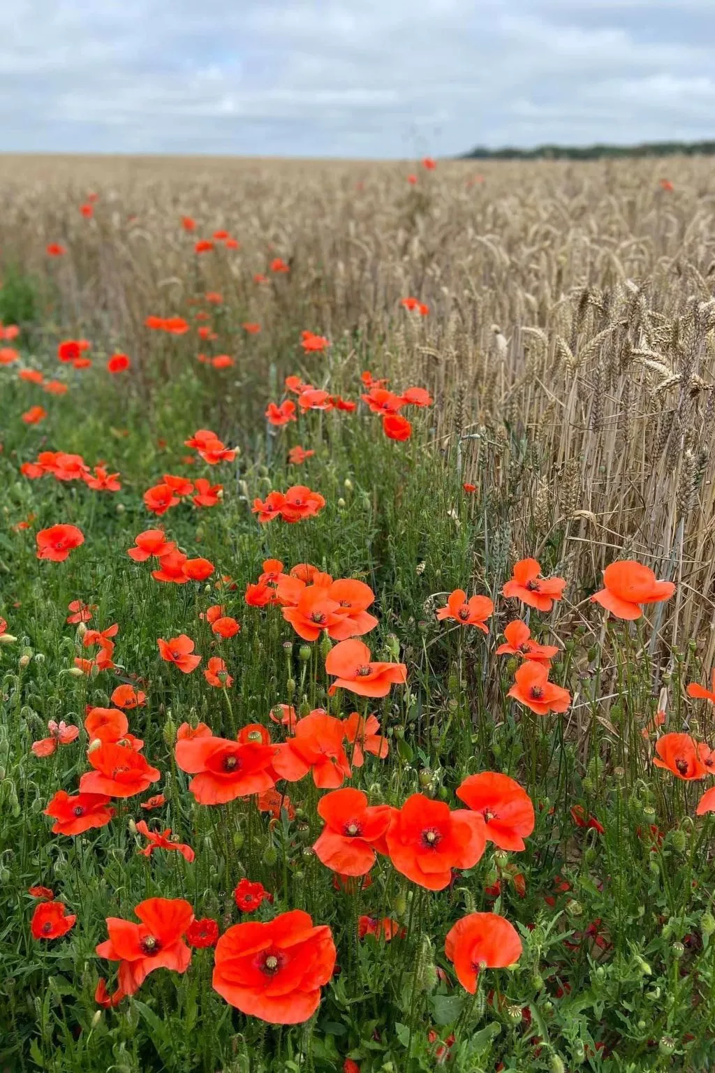 Charmante normannische Ferienwohnung les chataigniers 3 Zimmer-Buiten
