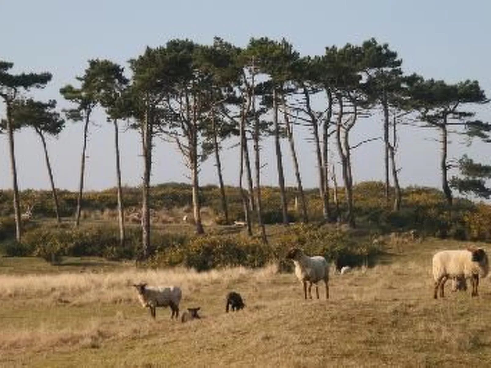 "8883" in Strandnähe-Buiten