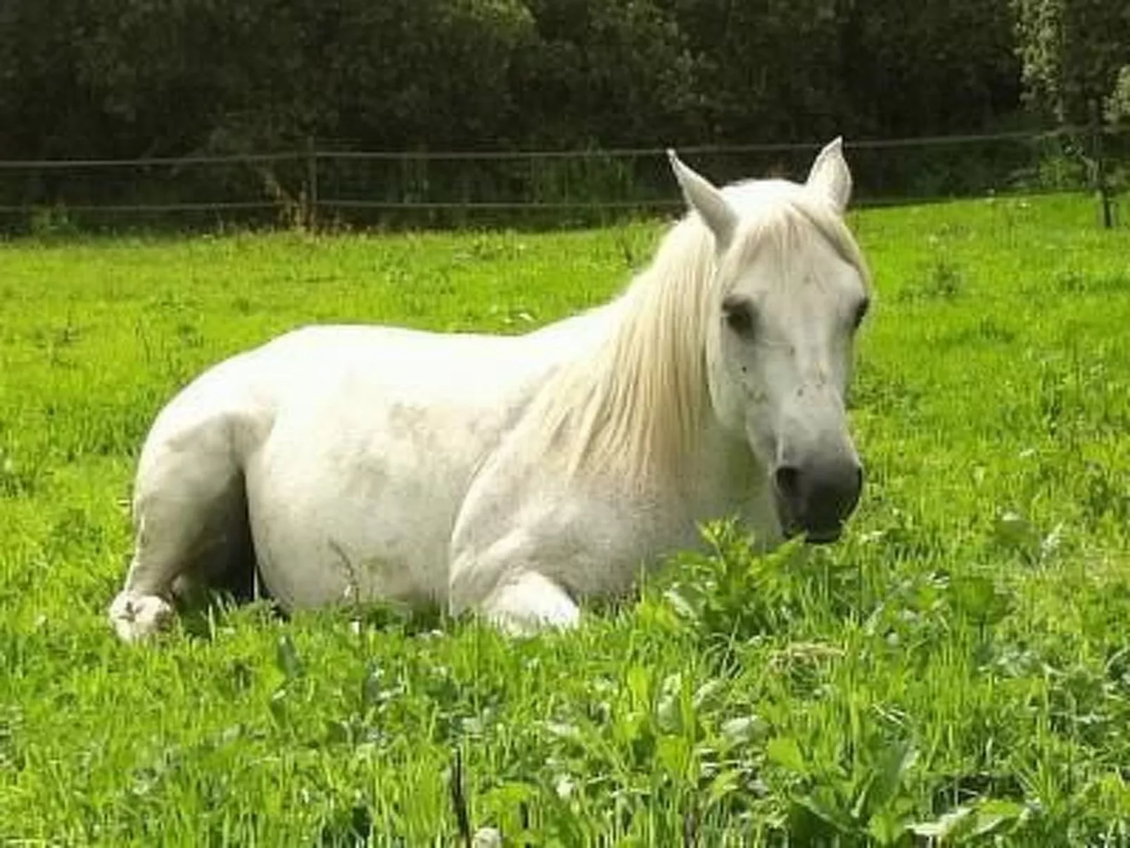 Idyllischer Landsitz mit Meerblick-Image-tags.info