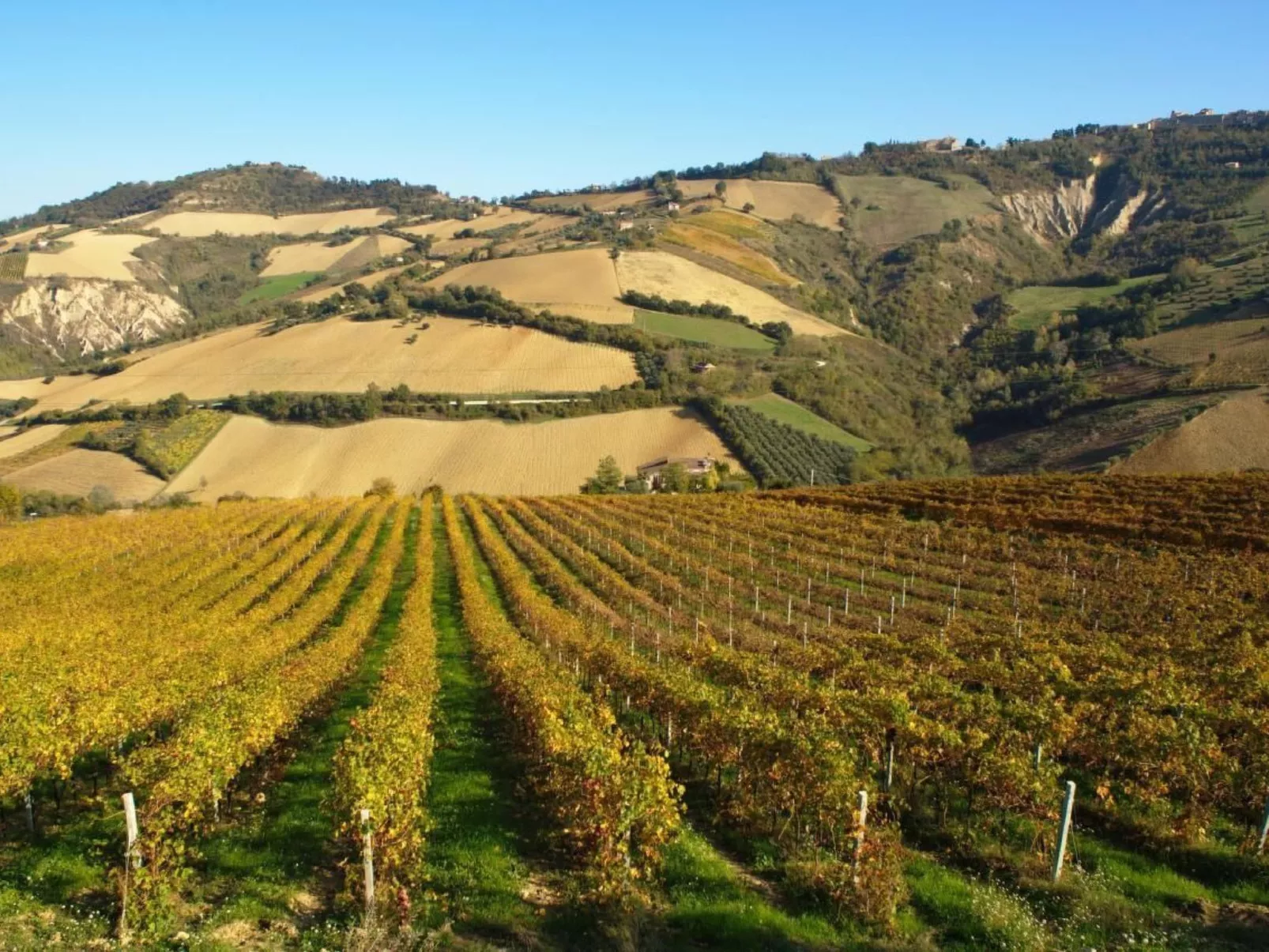 "Il Gufo"-Image-tags.info