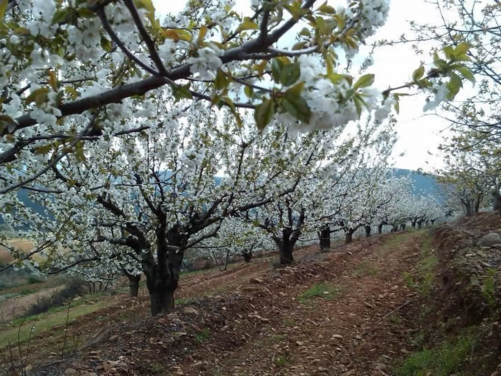 Wohnung in Sotoserrano mit Terrasse und Garten-Buiten