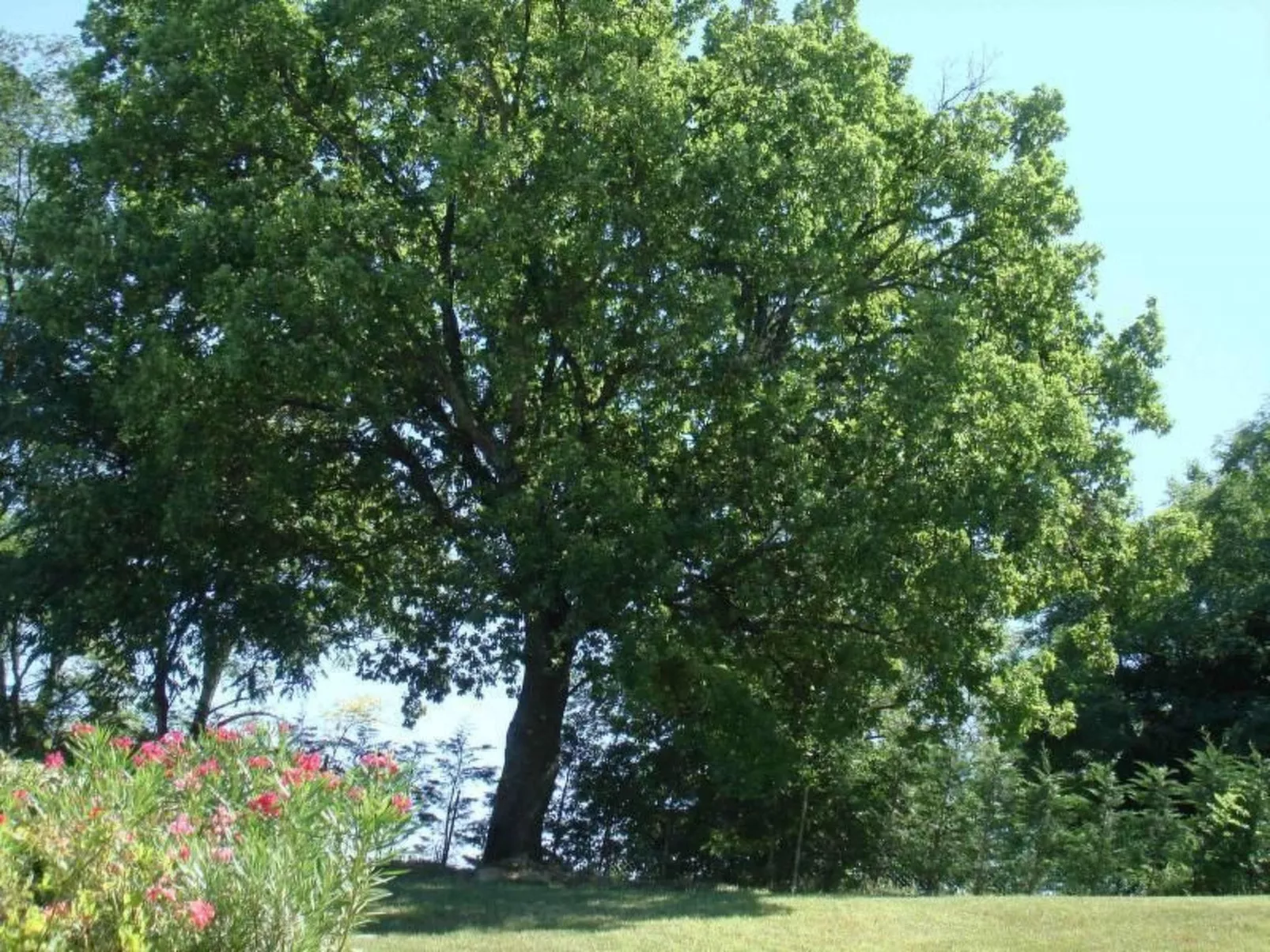 Charmante Lösung, Schwimmbad 10 Minuten vom Meer entfernt-Buiten