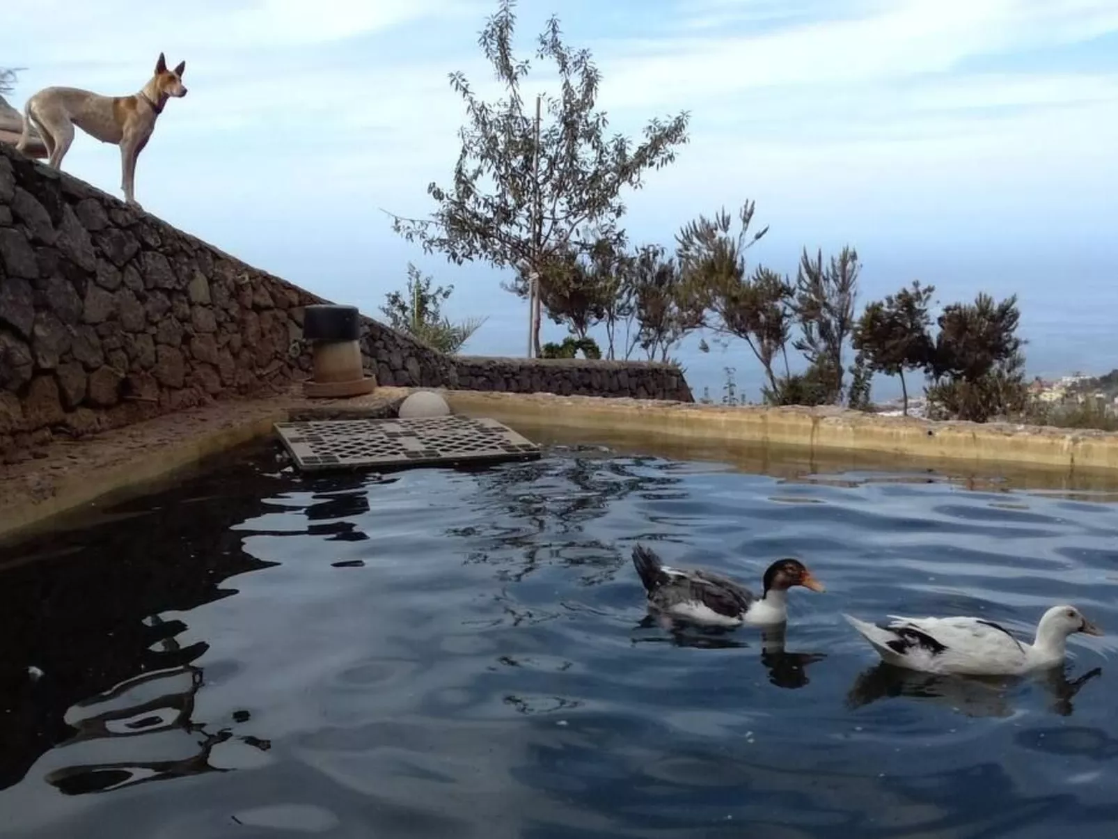 Finca "Sunny Scape Rural-Buiten