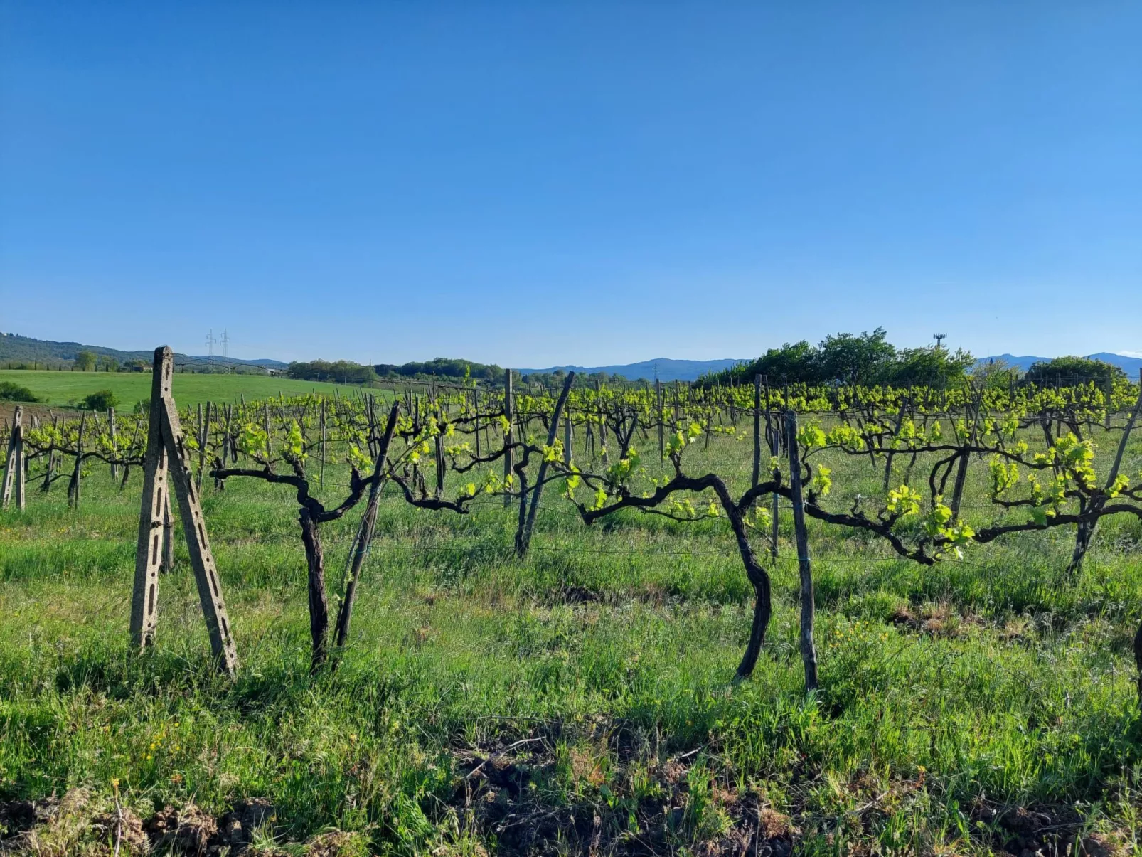 Sonnenblume Wohnung-Buiten