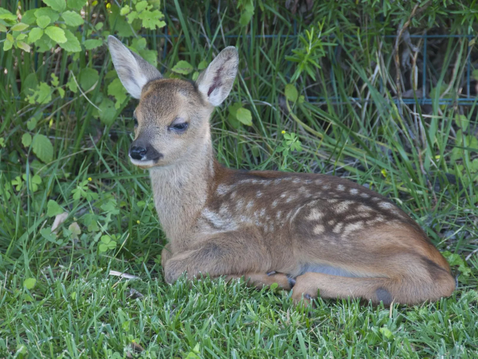 Apartment Rosa Canina (Wilde Rose)-Image-tags.info