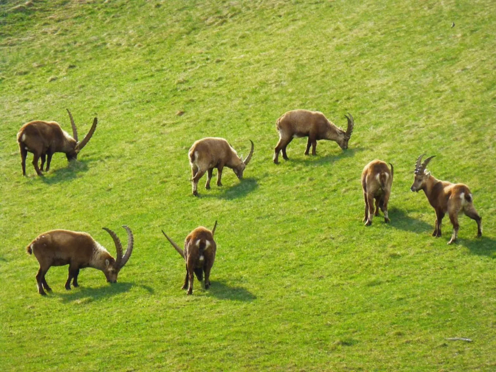 Chesa Vista Mezdi-Image-tags.info