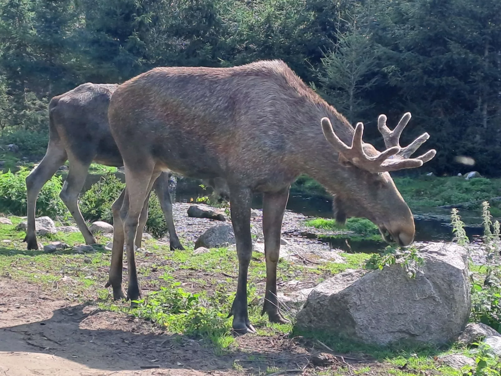 Im Herzen Smålands-Buiten