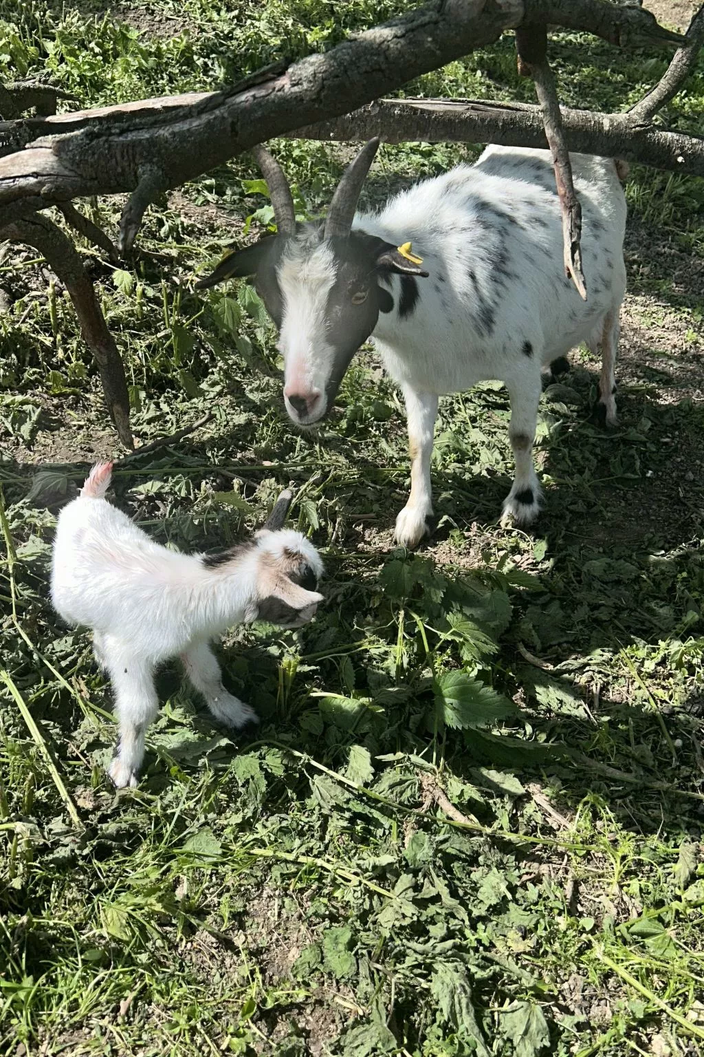 Wandlhof Ferienwohng-Buiten