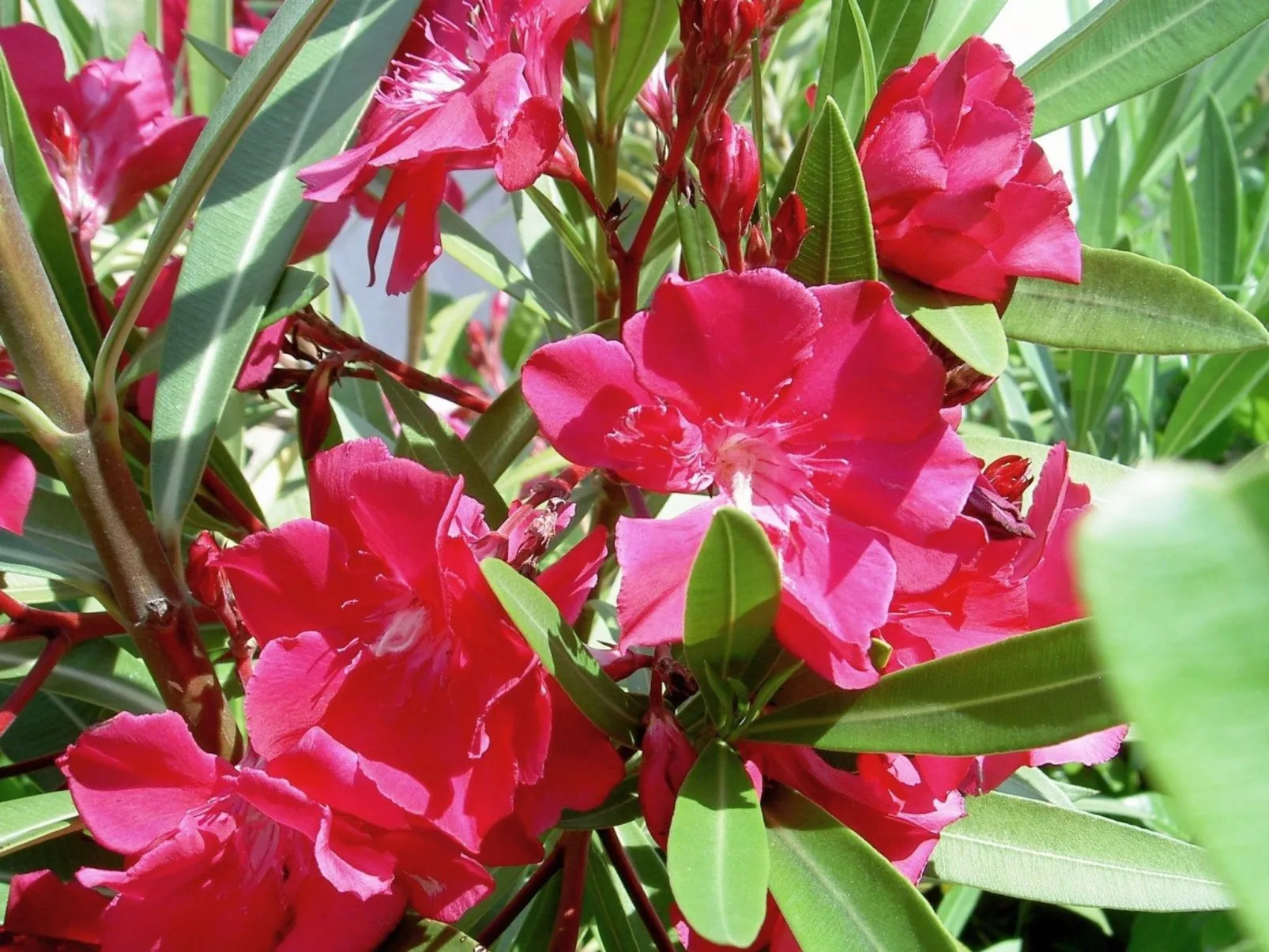 Gemütliches Ferienhaus in Pinezići mit großer Terrasse-Buiten