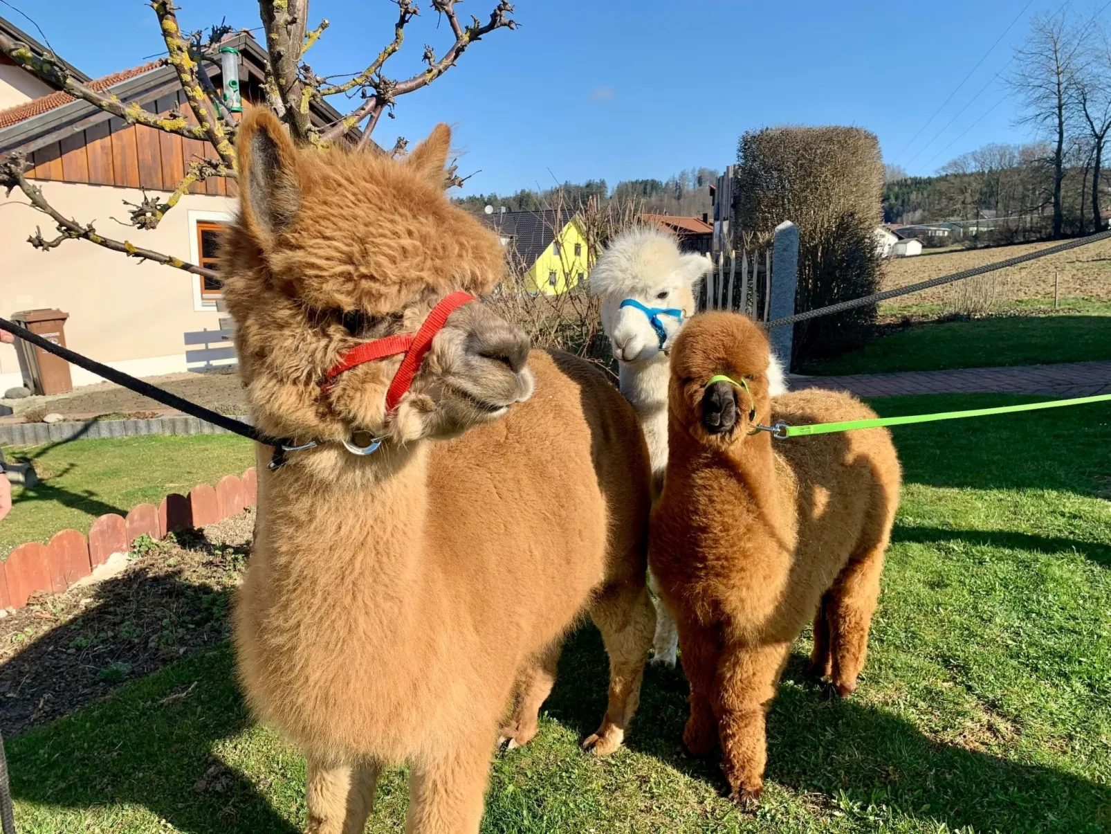 Zillendorf 2-Image-tags.info