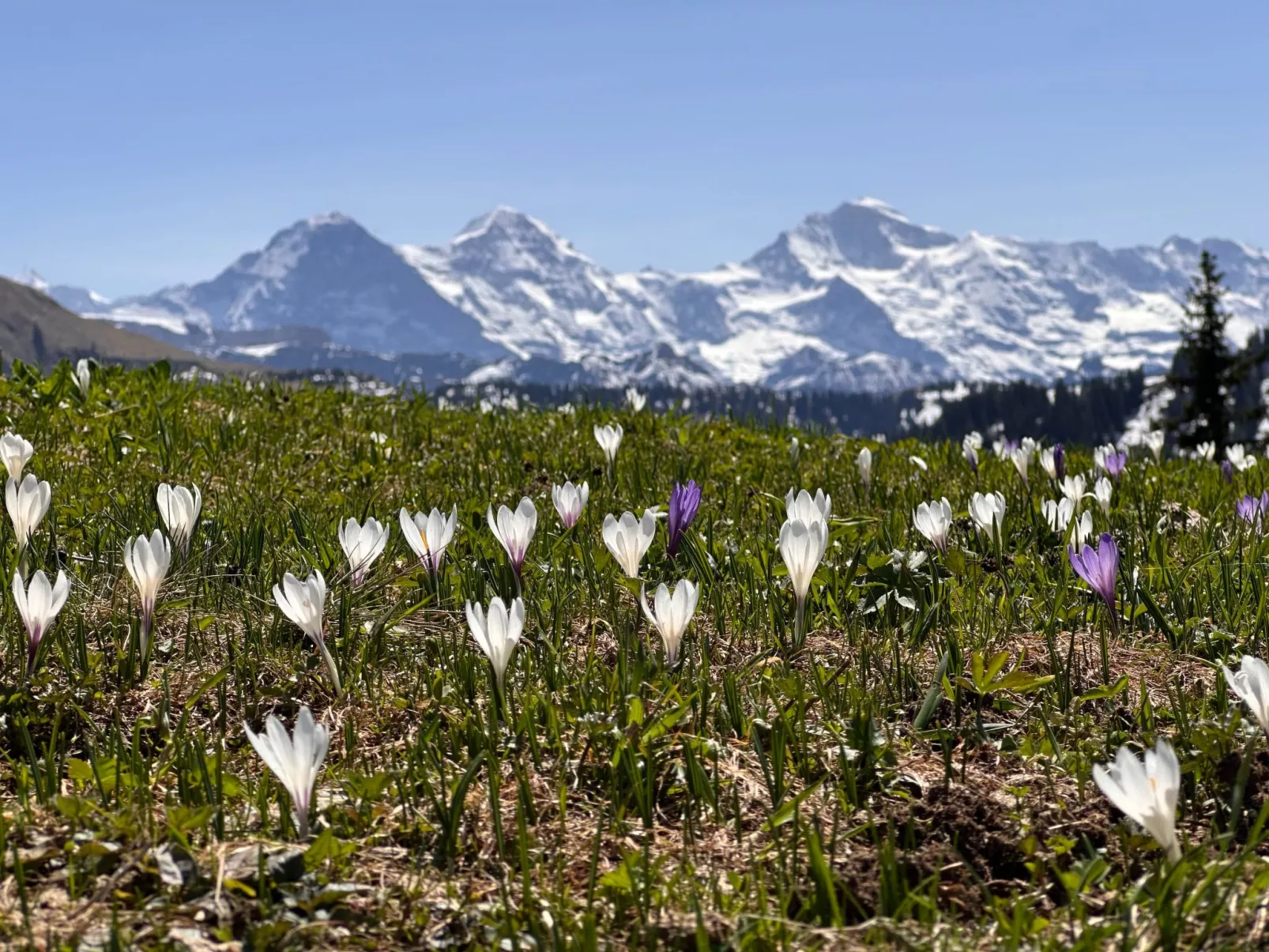 Wohnung Niesenblick-Buiten