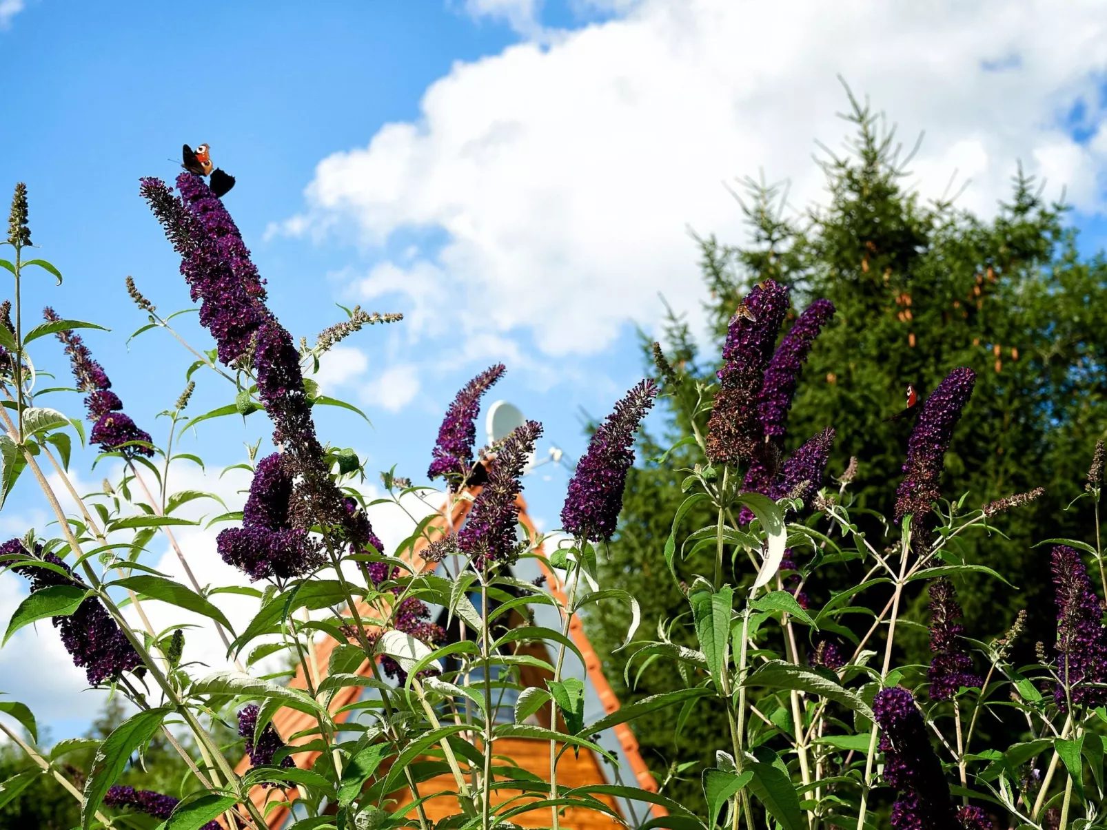 In Waldkirchen mit Garten und Seeblick-Image-tags.info
