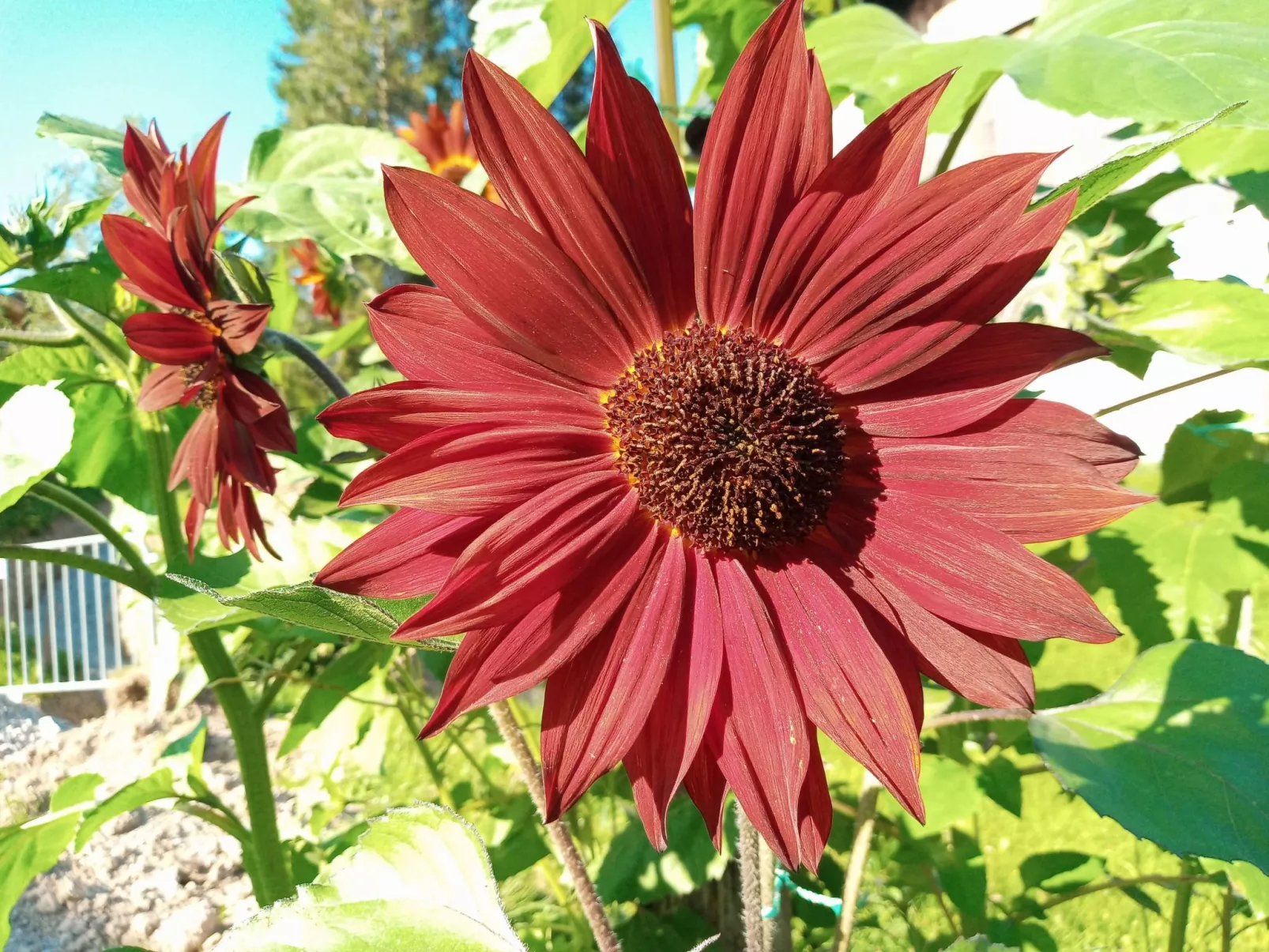 Herbst in Abtenau-Buiten