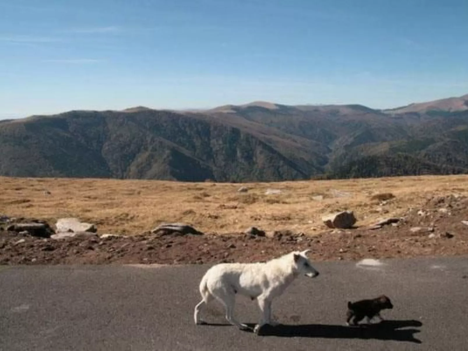 Casa Zollo - nahe den Karpaten Transsilvaniens-Buiten
