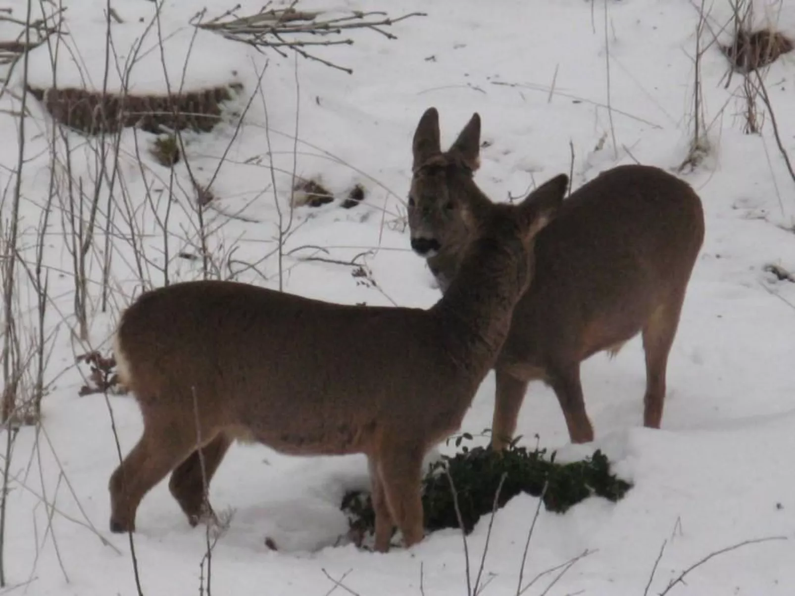 Idyllisches Bauernhaus in Småland-Buiten