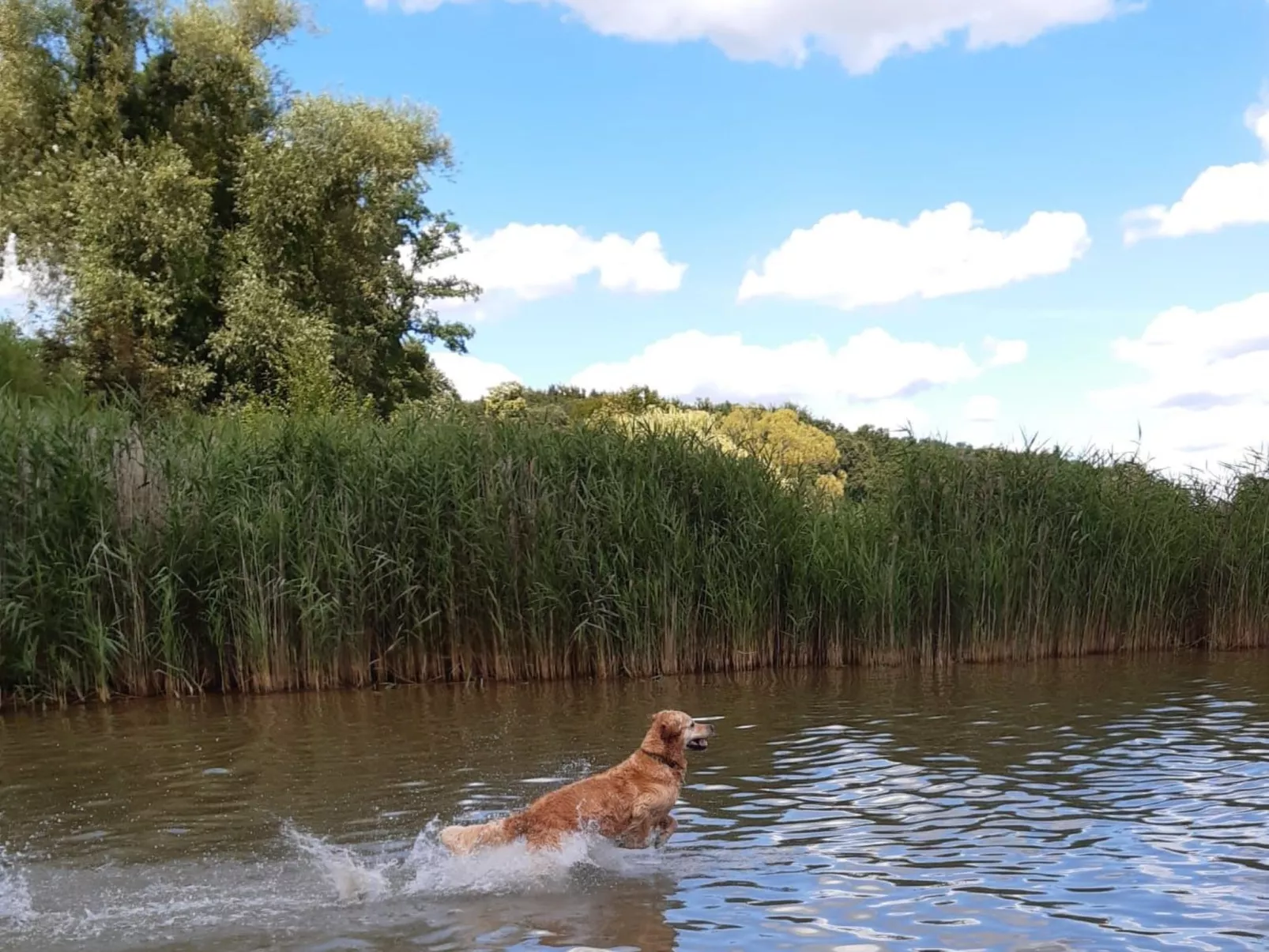 Haus am Seeufer in Plau am See-Buiten