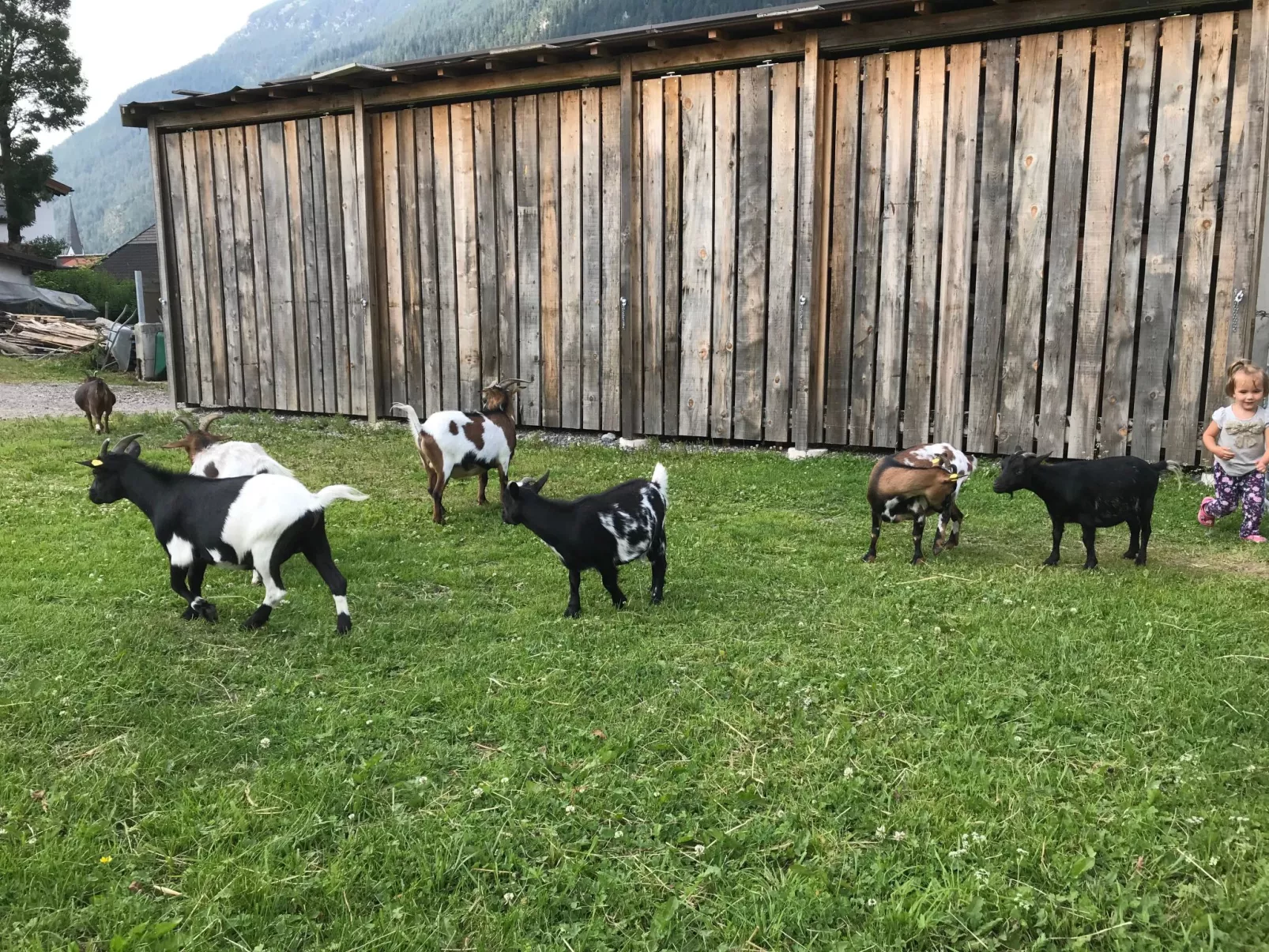 Pony-Ziegen-Hasen-Ranch in Bichlbach-Buiten