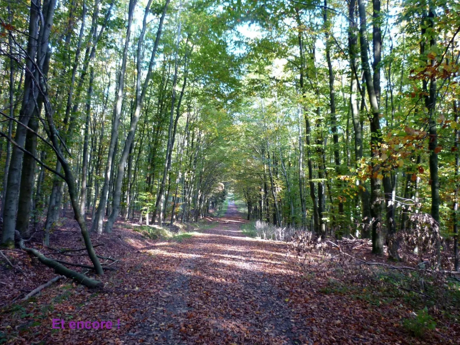 Ardennen Ferienhaus 5 Zimmer 5 Bad 14 Pers Zugang Chaisards-Buiten