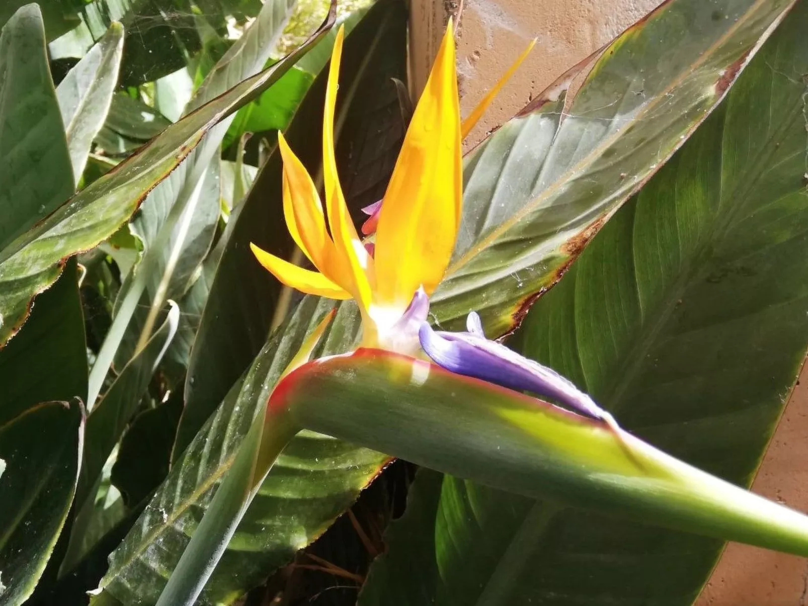 Finca Villa Clara 4-Image-tags.info