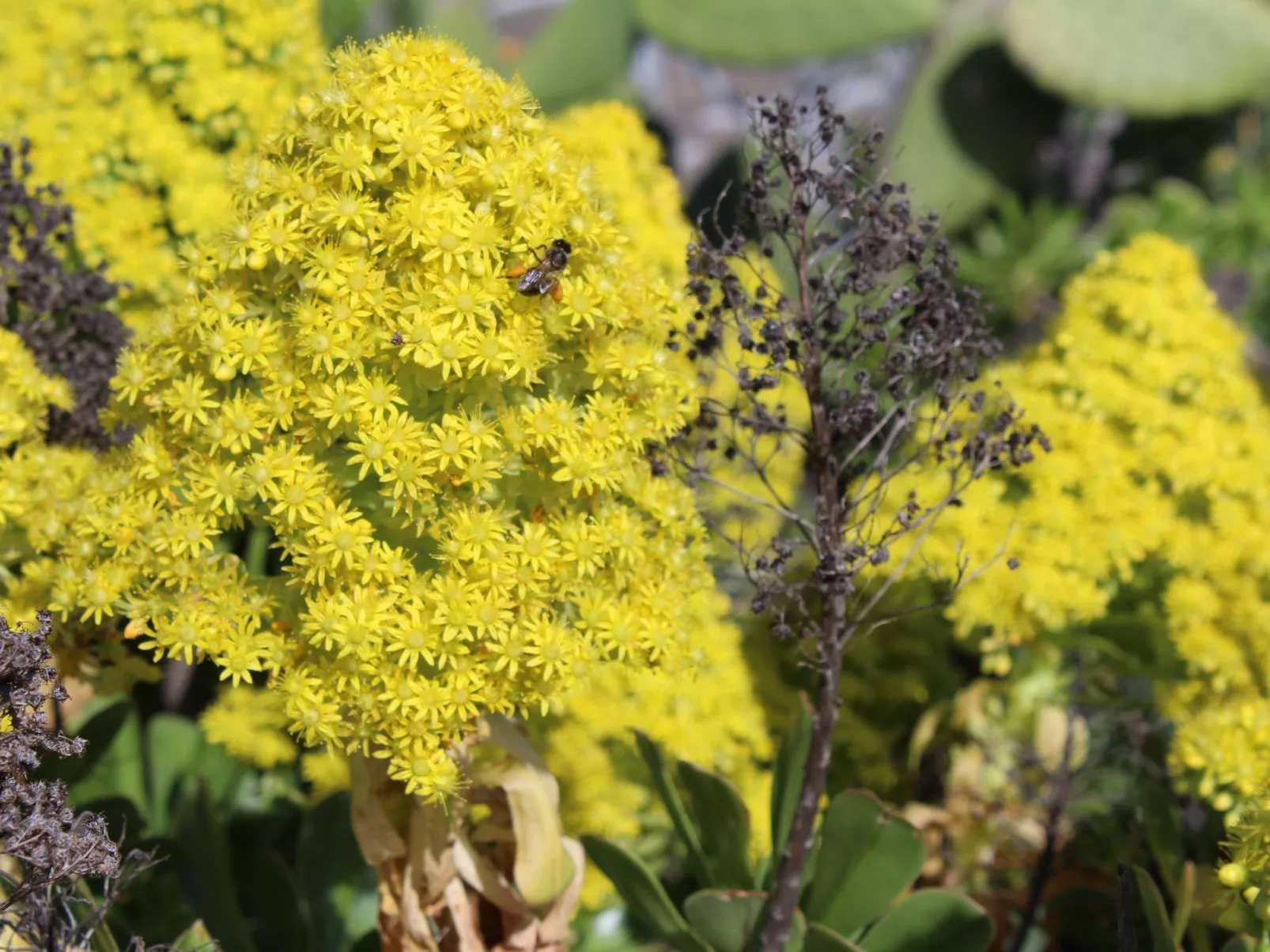 In Monte Breñas mit Grill, Terrasse und Garten-Image-tags.info