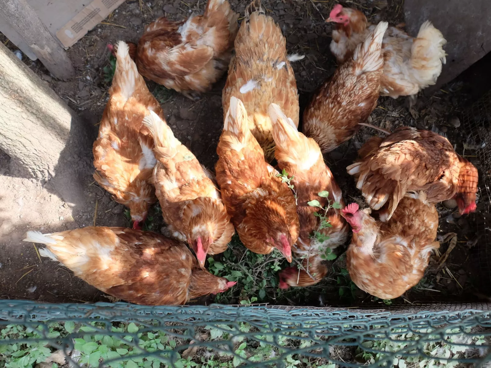 Das Landgut "Corte Canale Virgilio" mit Balkon-Buiten