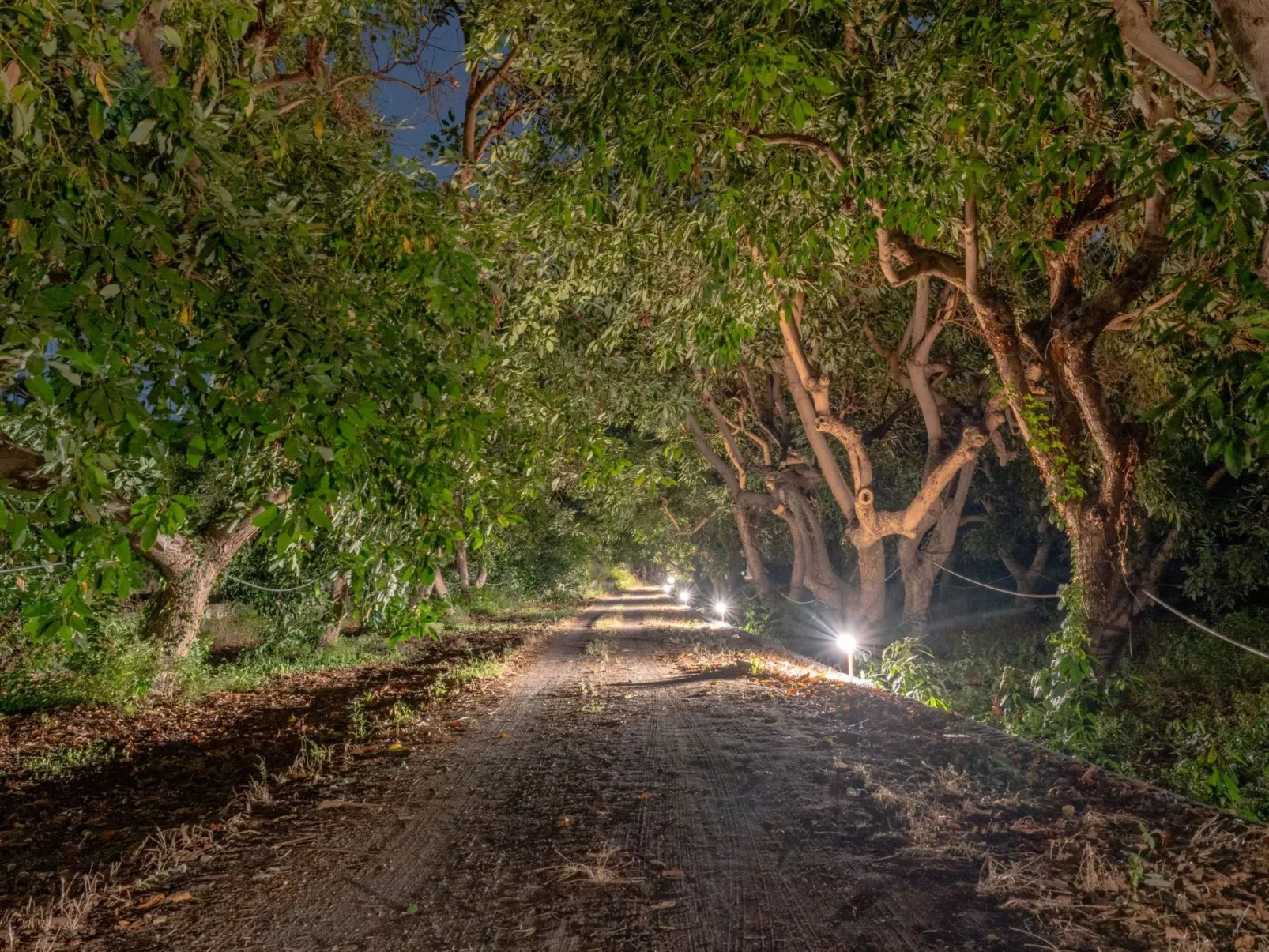 Avocado Garten-Image-tags.info