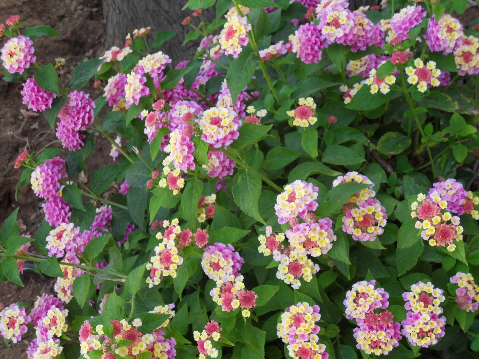 Renella' Wohnung mit Wasserblick - Buiten