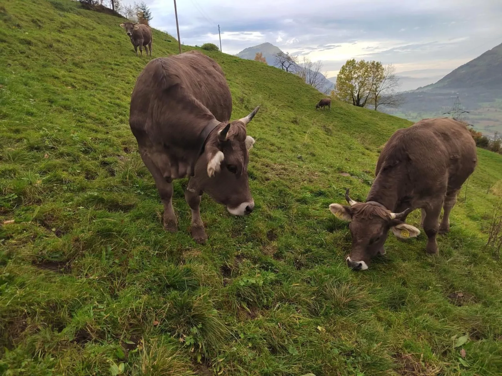 Biohof Langberg-Buiten