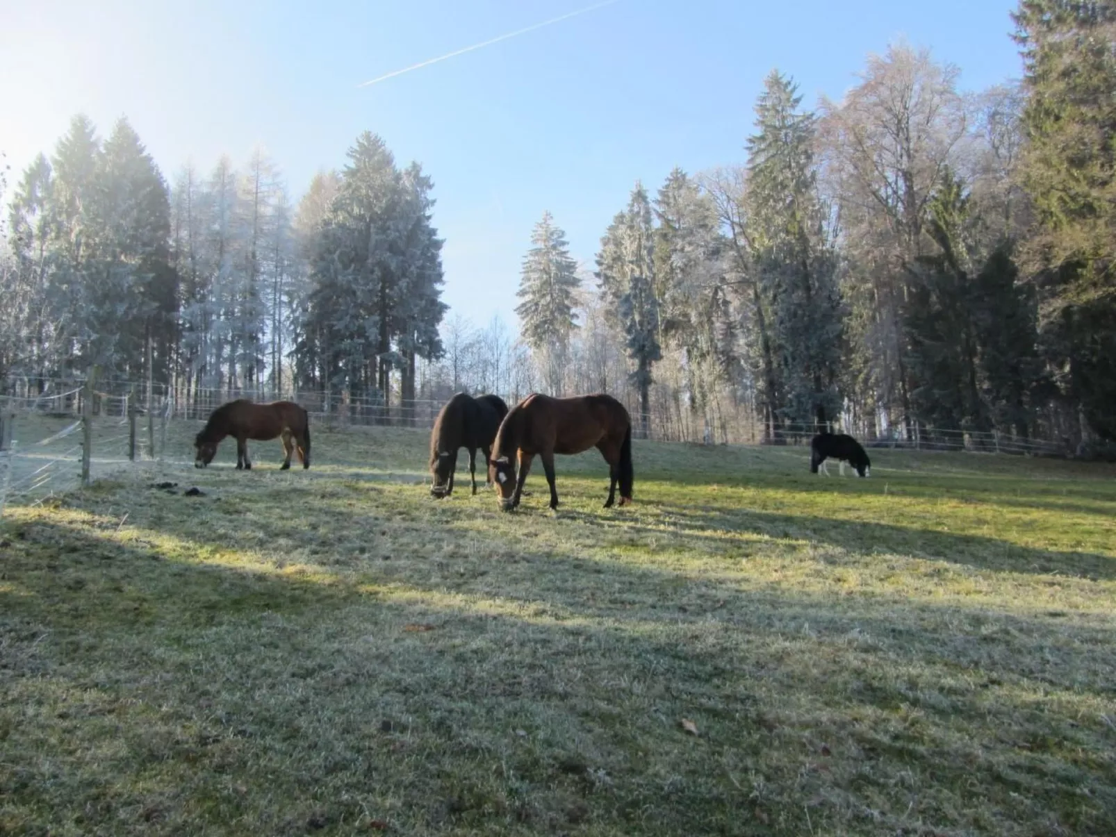 Tieroase Grünegg-Image-tags.info