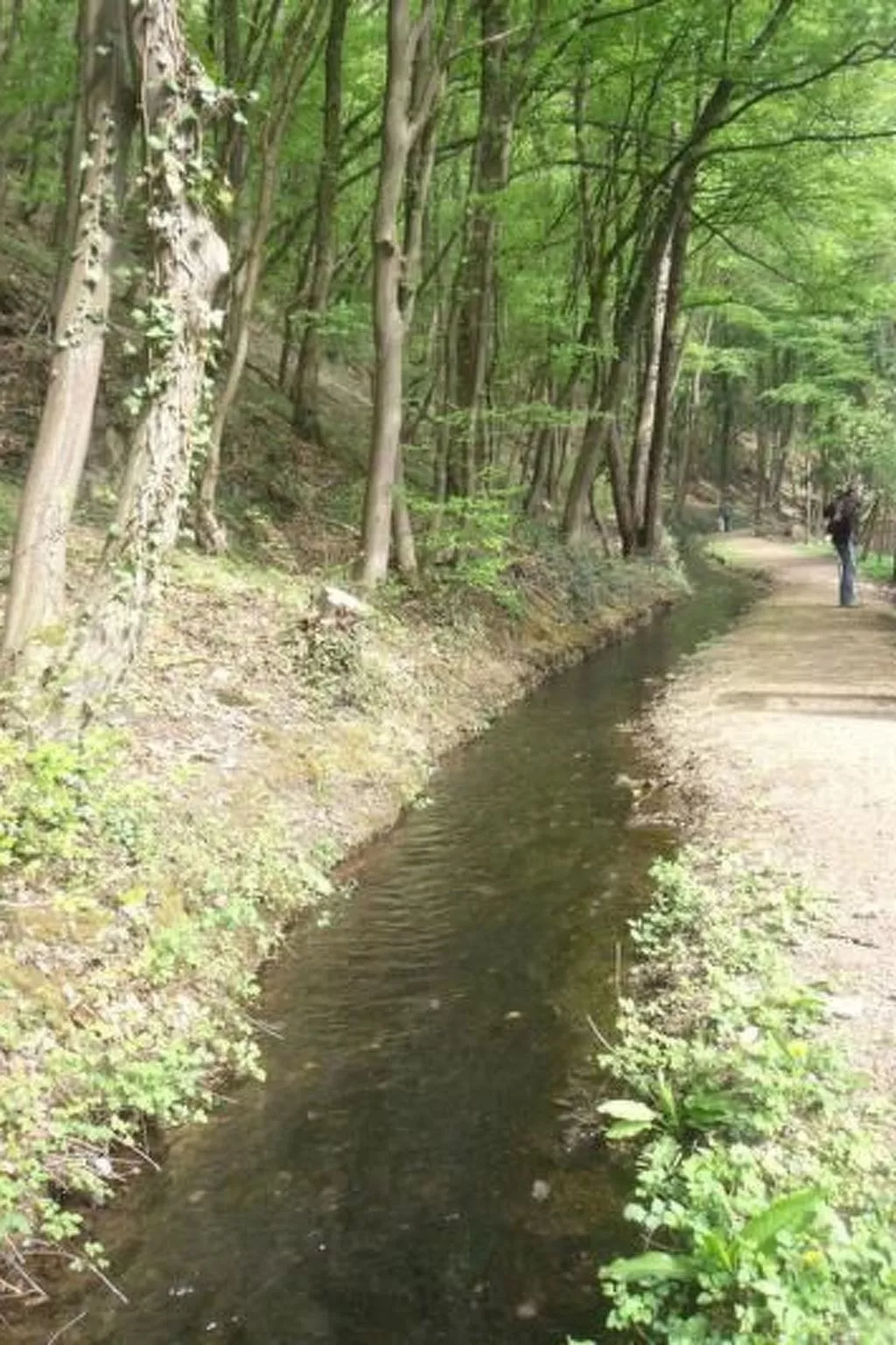 Am Waldrand-Image-tags.info