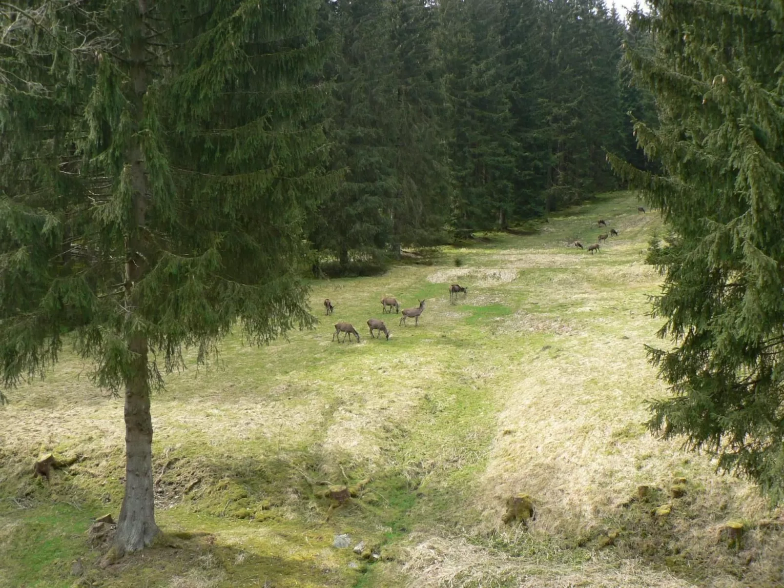 Für 6 Personen im Thüringer Wald-Buiten